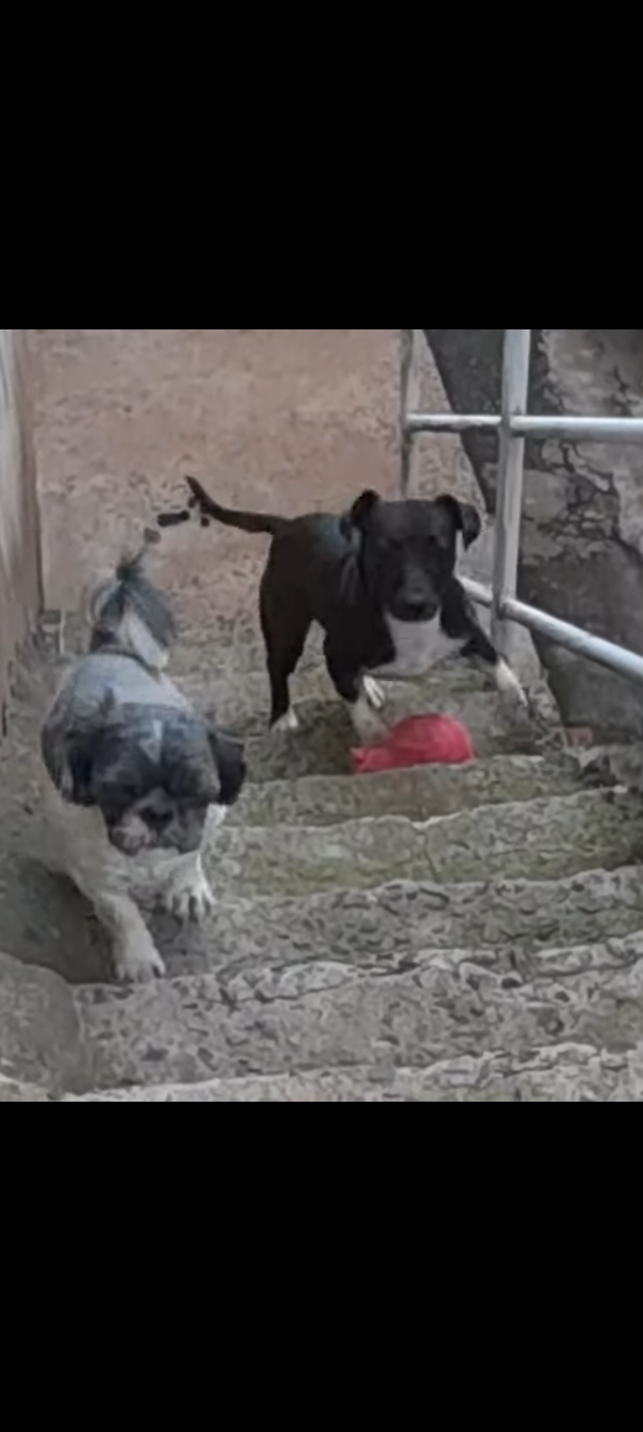 Mistura Shitzu com Pitbull  - Foto 2