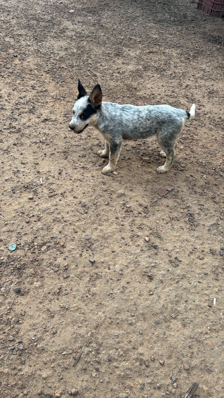 Portal Vendocão Blue heeler femea Parauapebas 