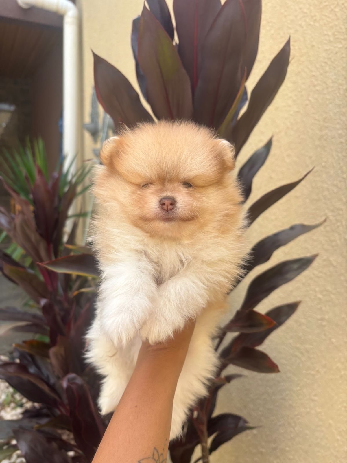filhote de spitz alemão macho e femea - Foto 3