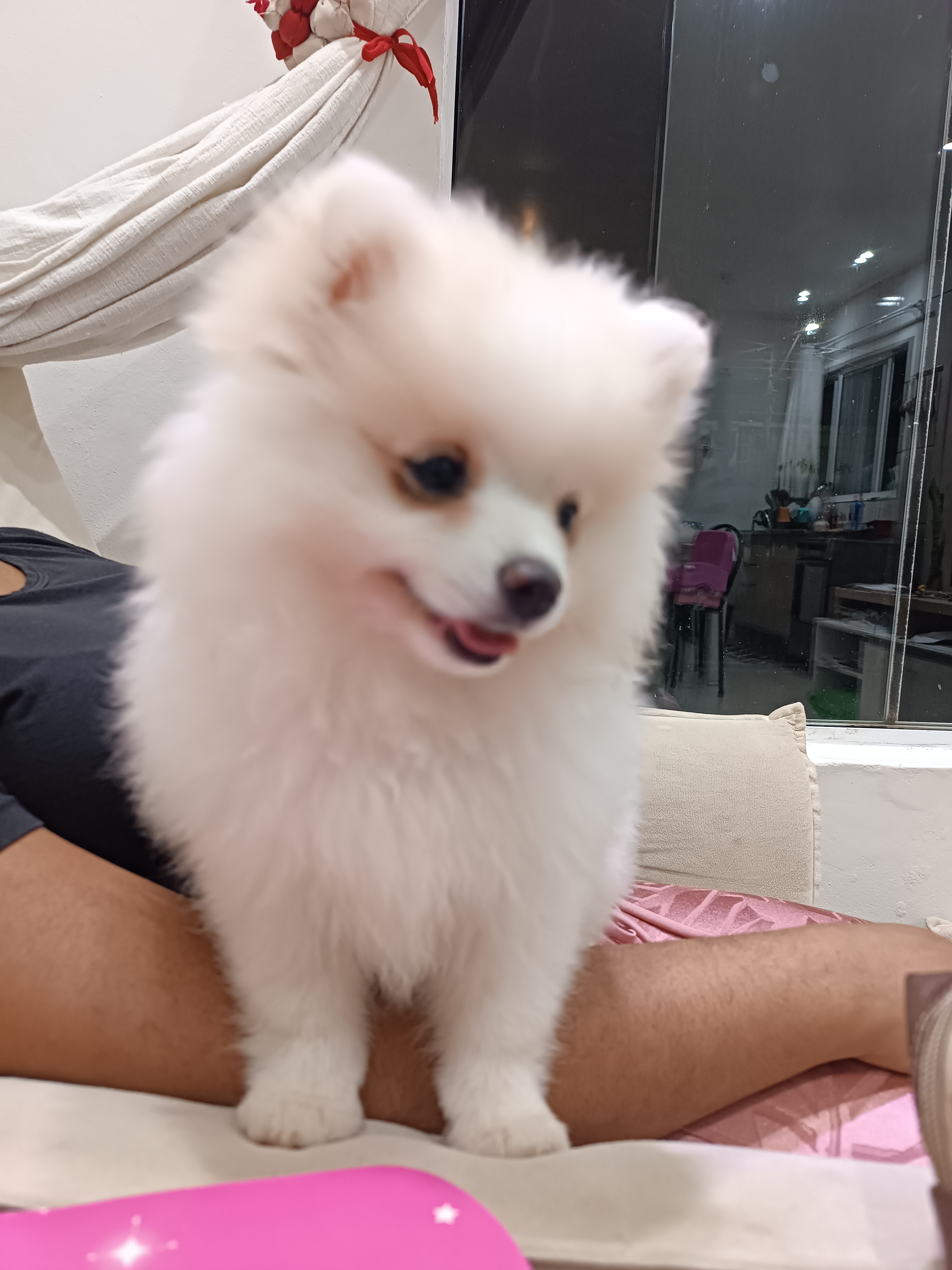 Filhote  macho de Lulu da Pomerânia Raça Pura 90 dias. 2 vacinas 