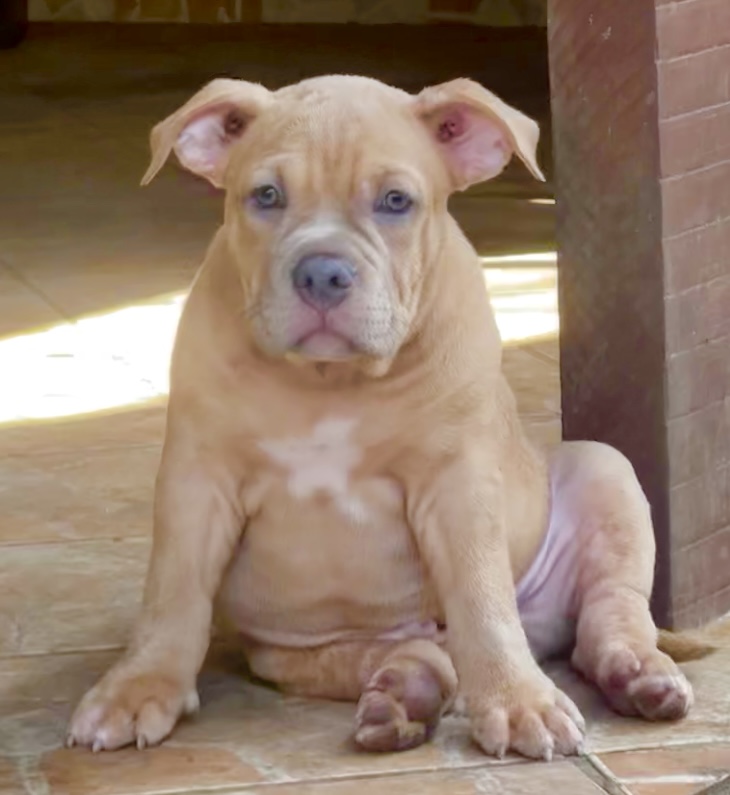 Portal Vendocão American Bully Top Belém 