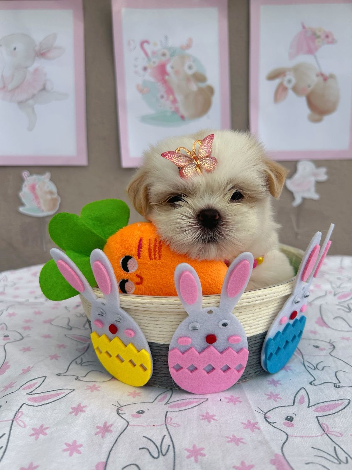 Shihtzu Fêmea  - Foto 3