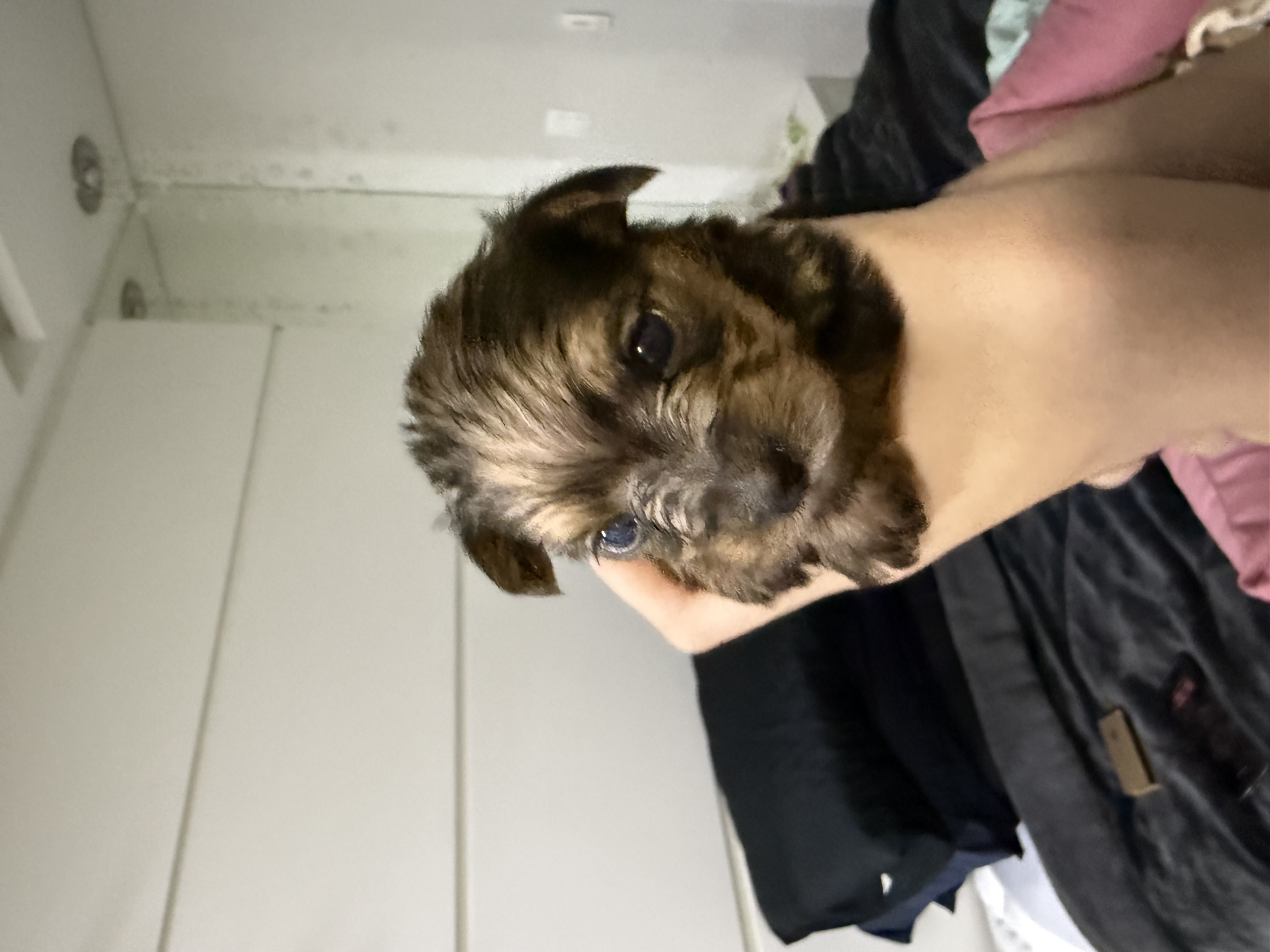 Portal Vendocão Filhotes Yorkshire  Porto Alegre