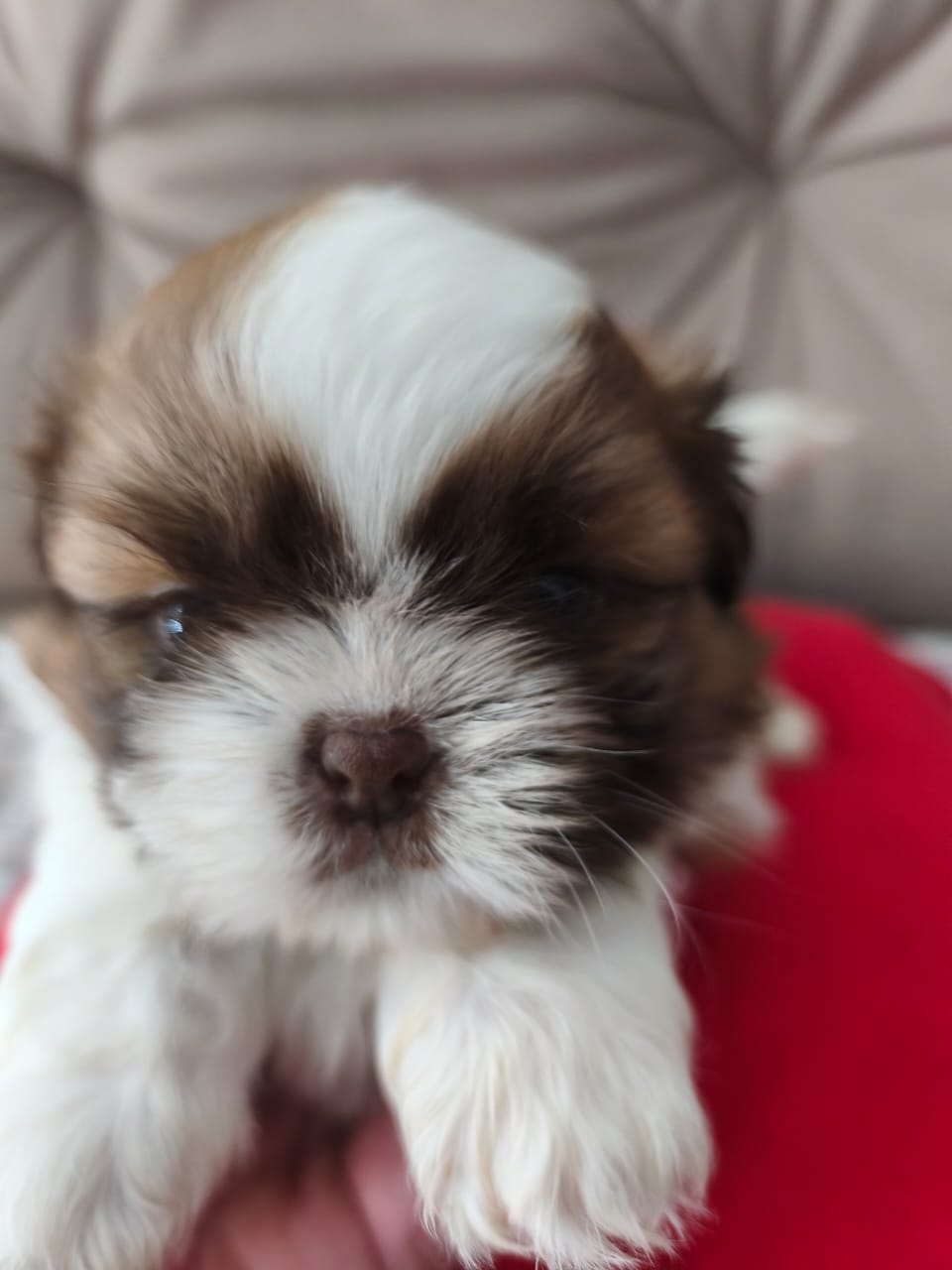 Shihtzus machinhos lindos  - Foto 2