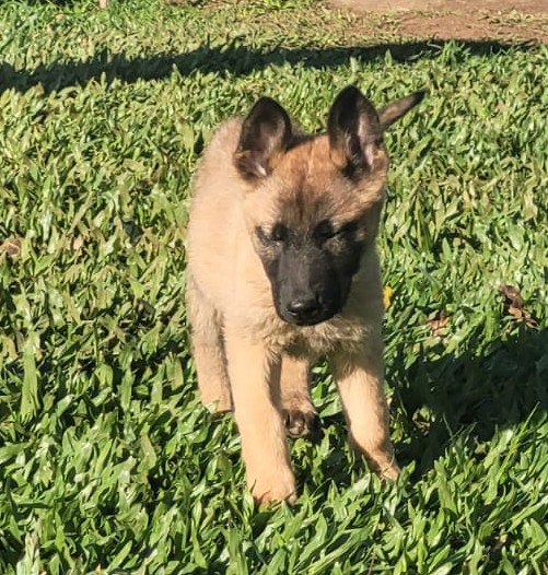 Vendo Pastores Malinois - Foto 1