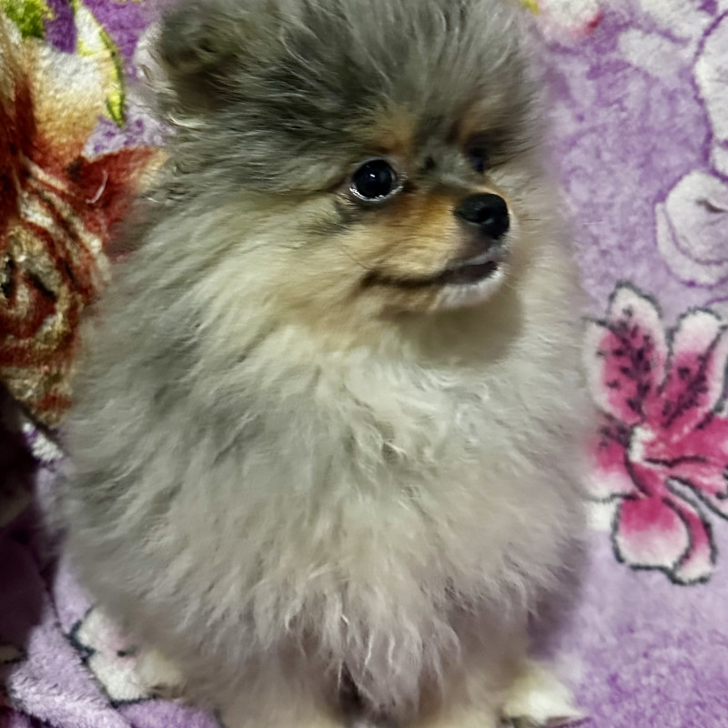 Lindo filhote de Spitz alemão (Lulu da pomerania) - Foto 5