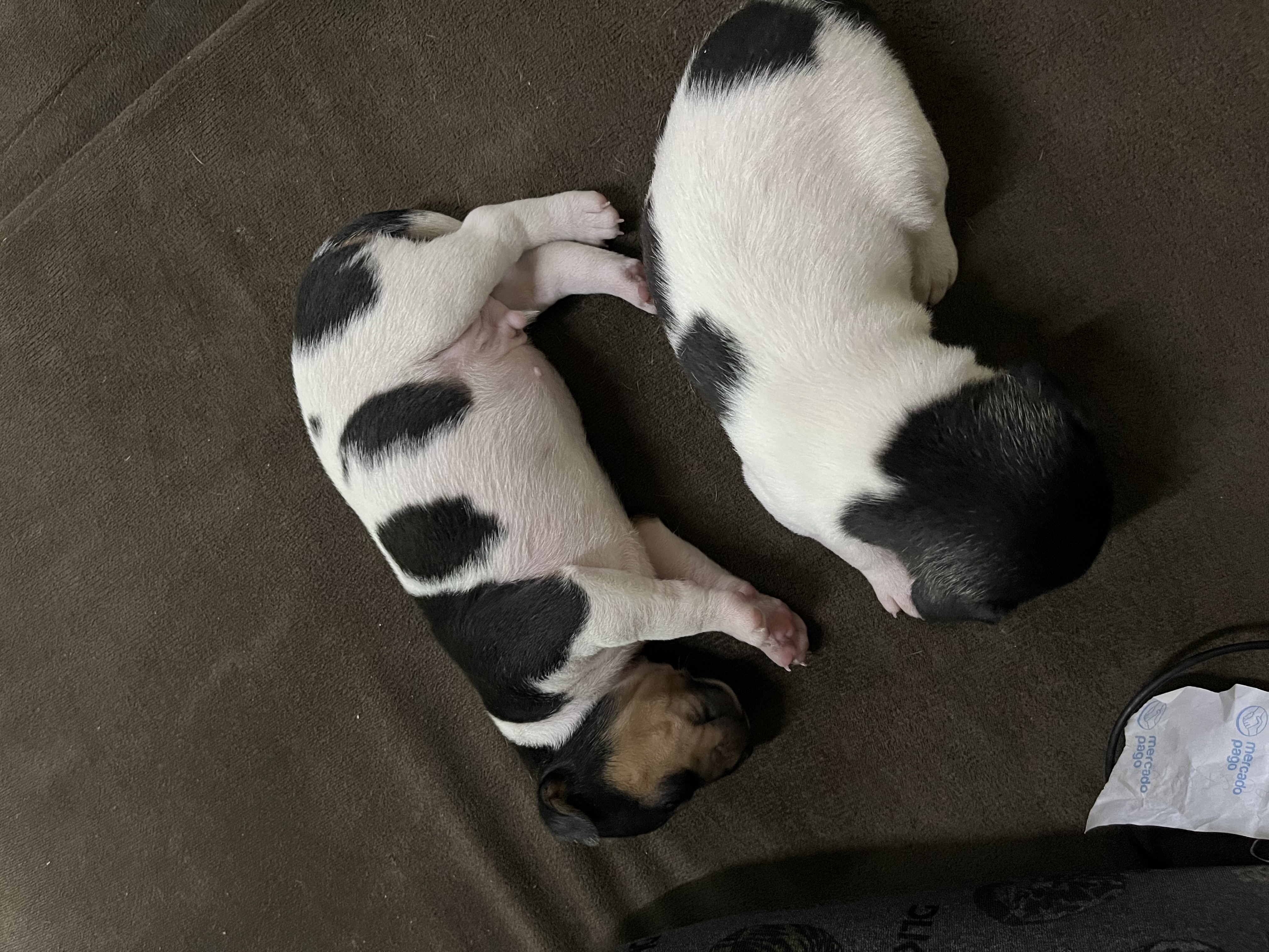 Portal Vendocão Terrier Brasileiro  Betim