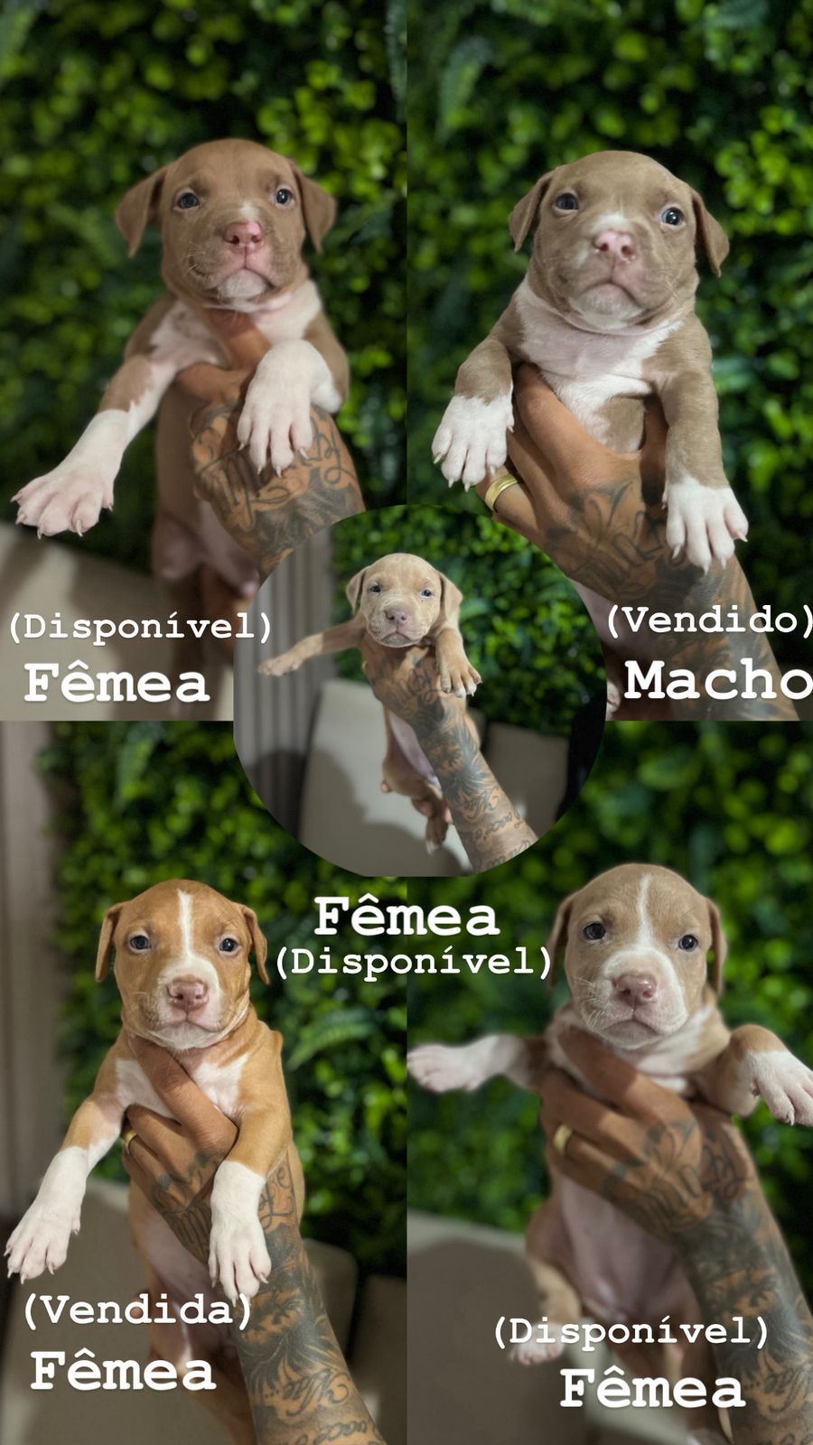 Fêmeas disponíveis  - Foto 2