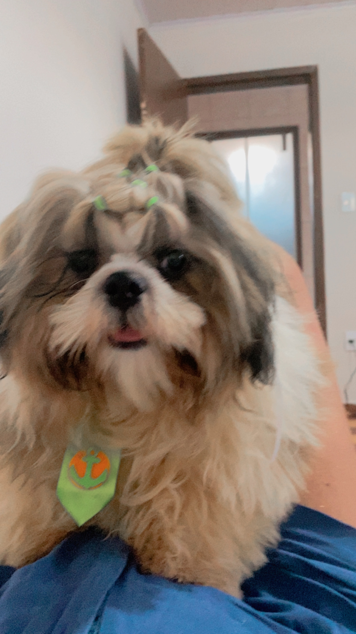 Shihtzu Macho - Foto 1