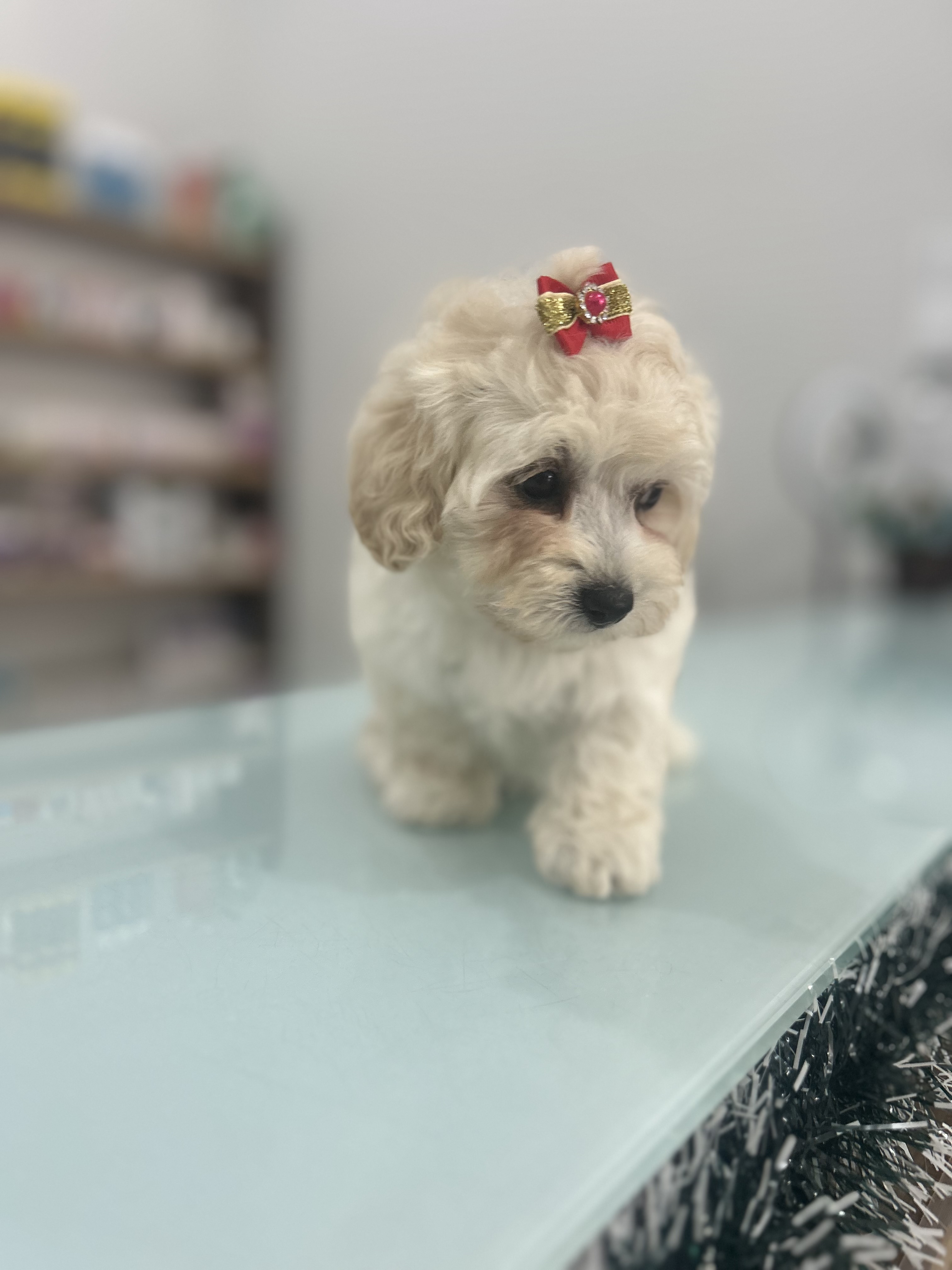 Portal Vendocão Vendo Poodle filhote  Corupá