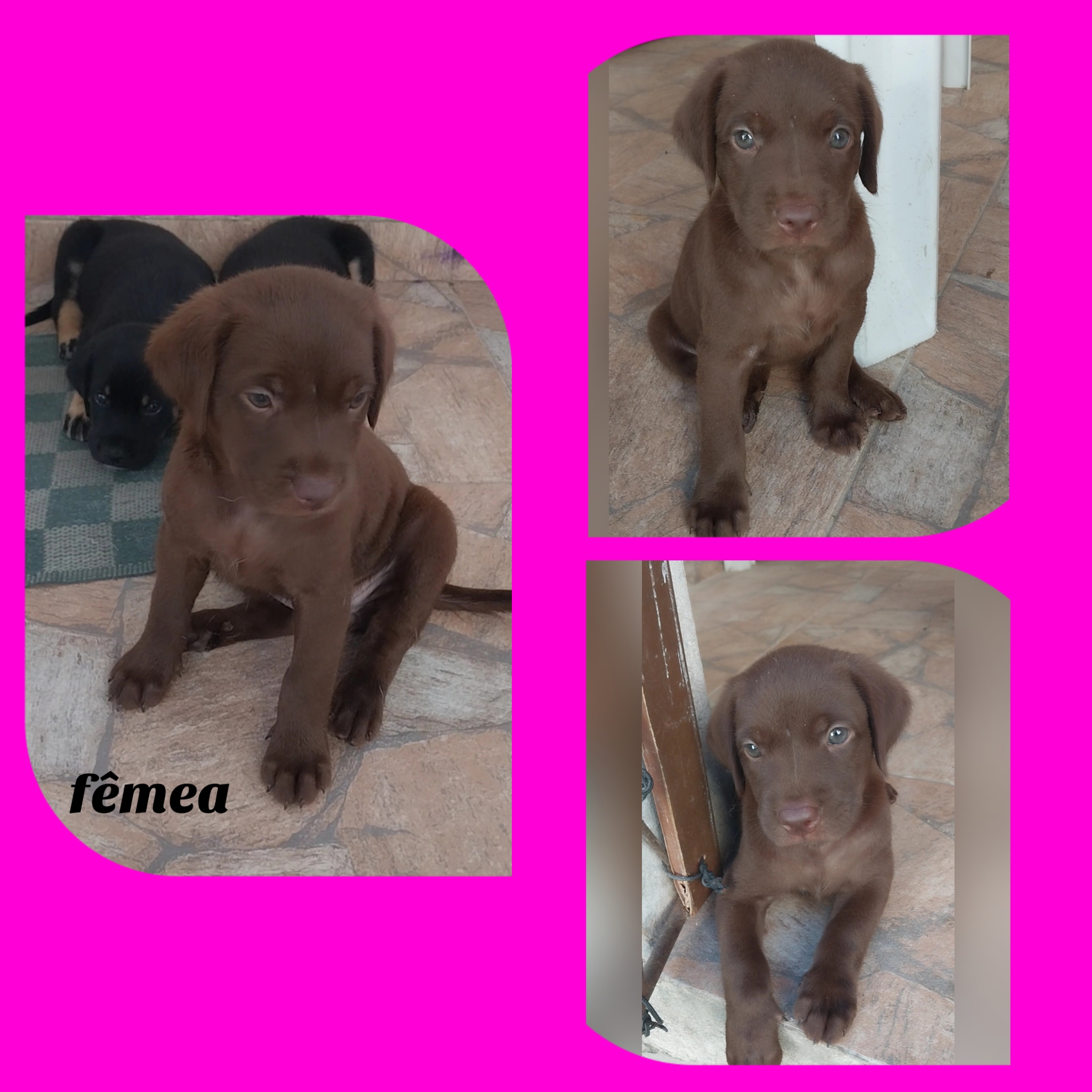 Portal Vendocão Lindos filhotes  São Gonçalo do amarante 