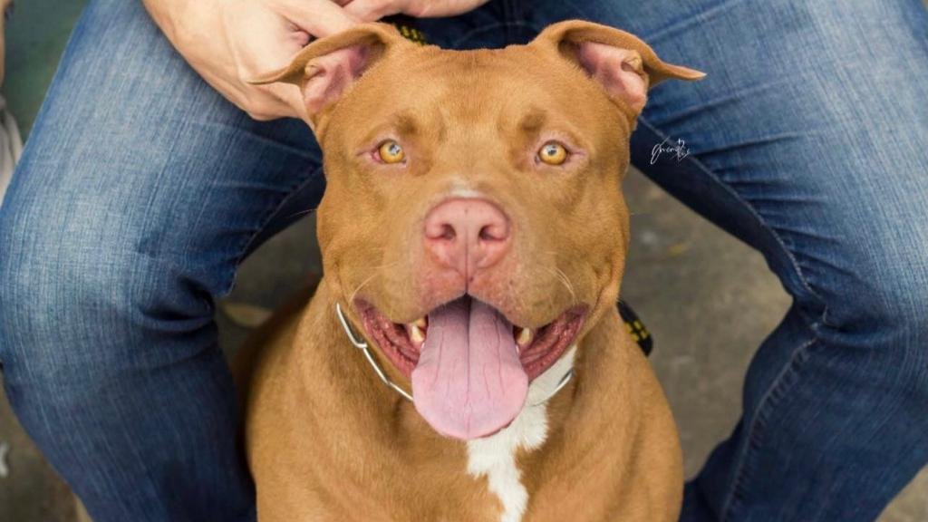 Pitbull Monster  - Foto 2