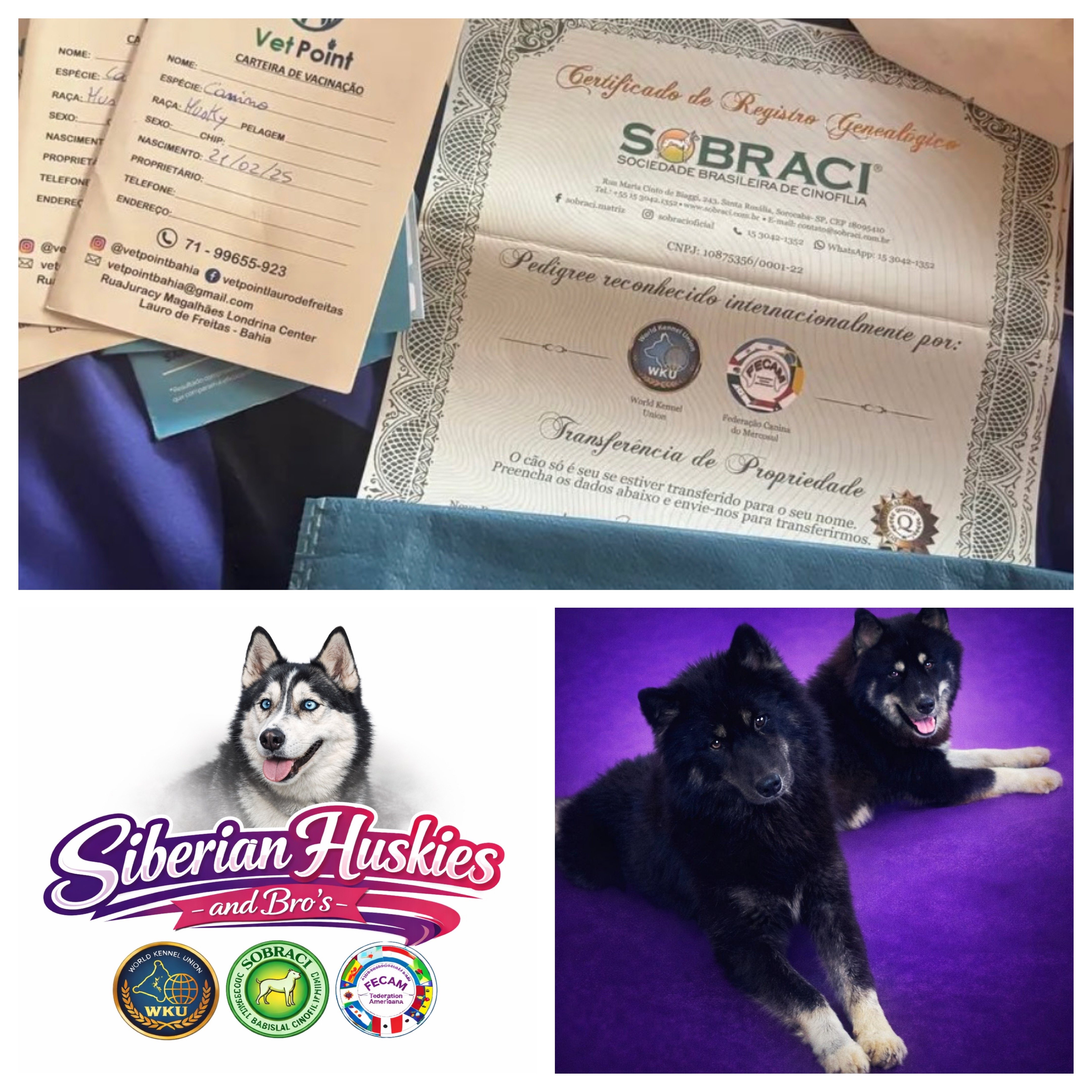 HUSKY SIBERIANO MACHO MOSTLY BLACK PEDIGREE LINHAGEM OP. SOBRACI PRMOCAO ATÉ DOMINGO 24/05