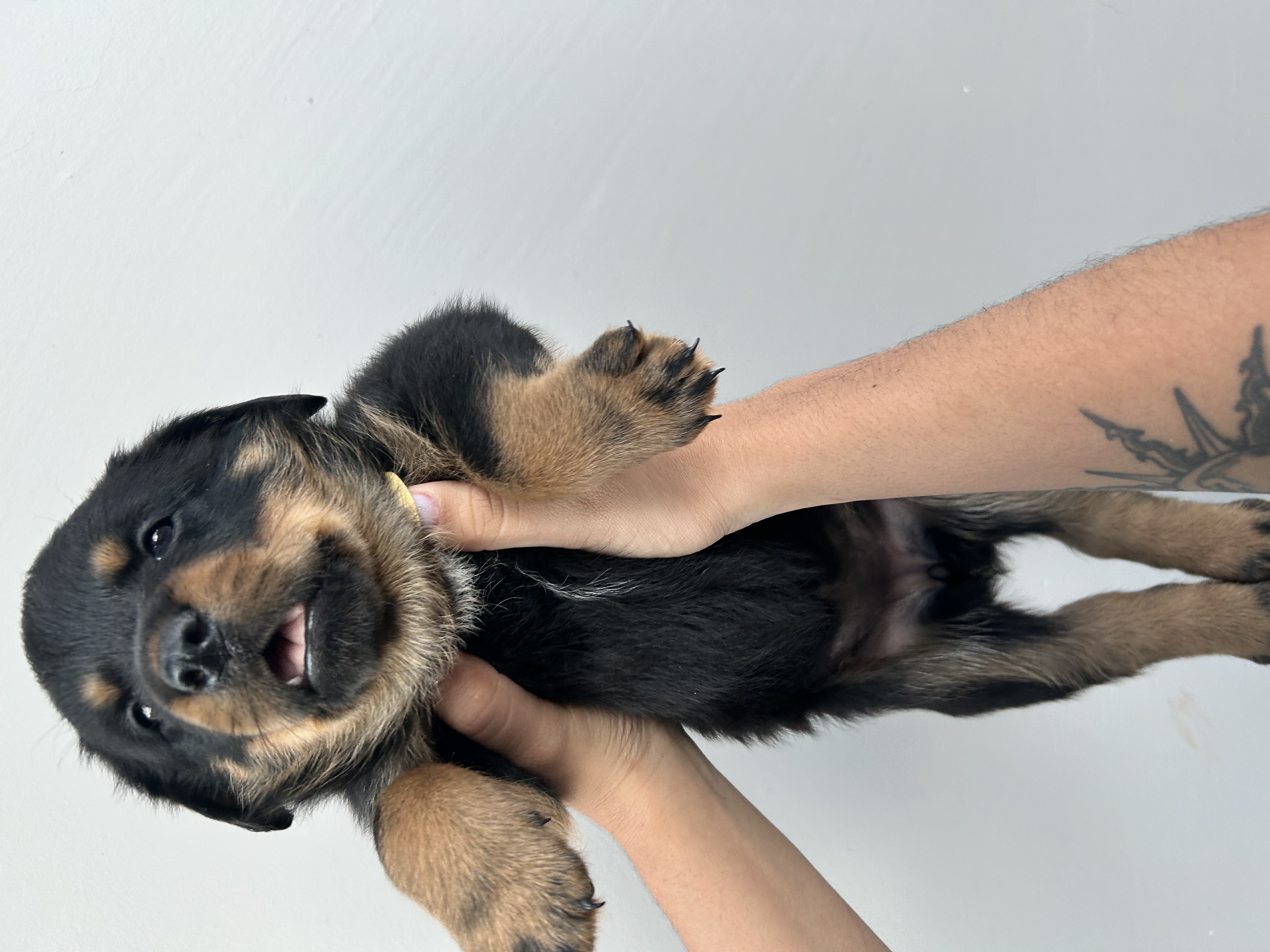Portal Vendocão Vendo filhotes de Rottweiler  Foz do Iguaçu 