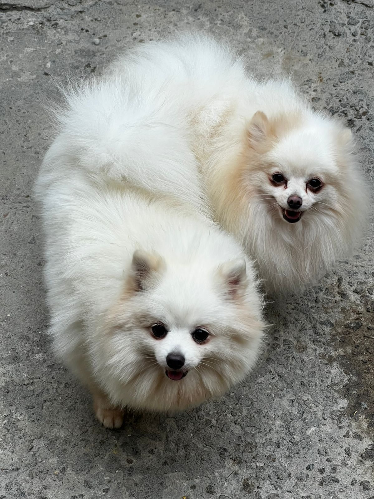 Filhote de Lulu da Pomerania  - Foto 1