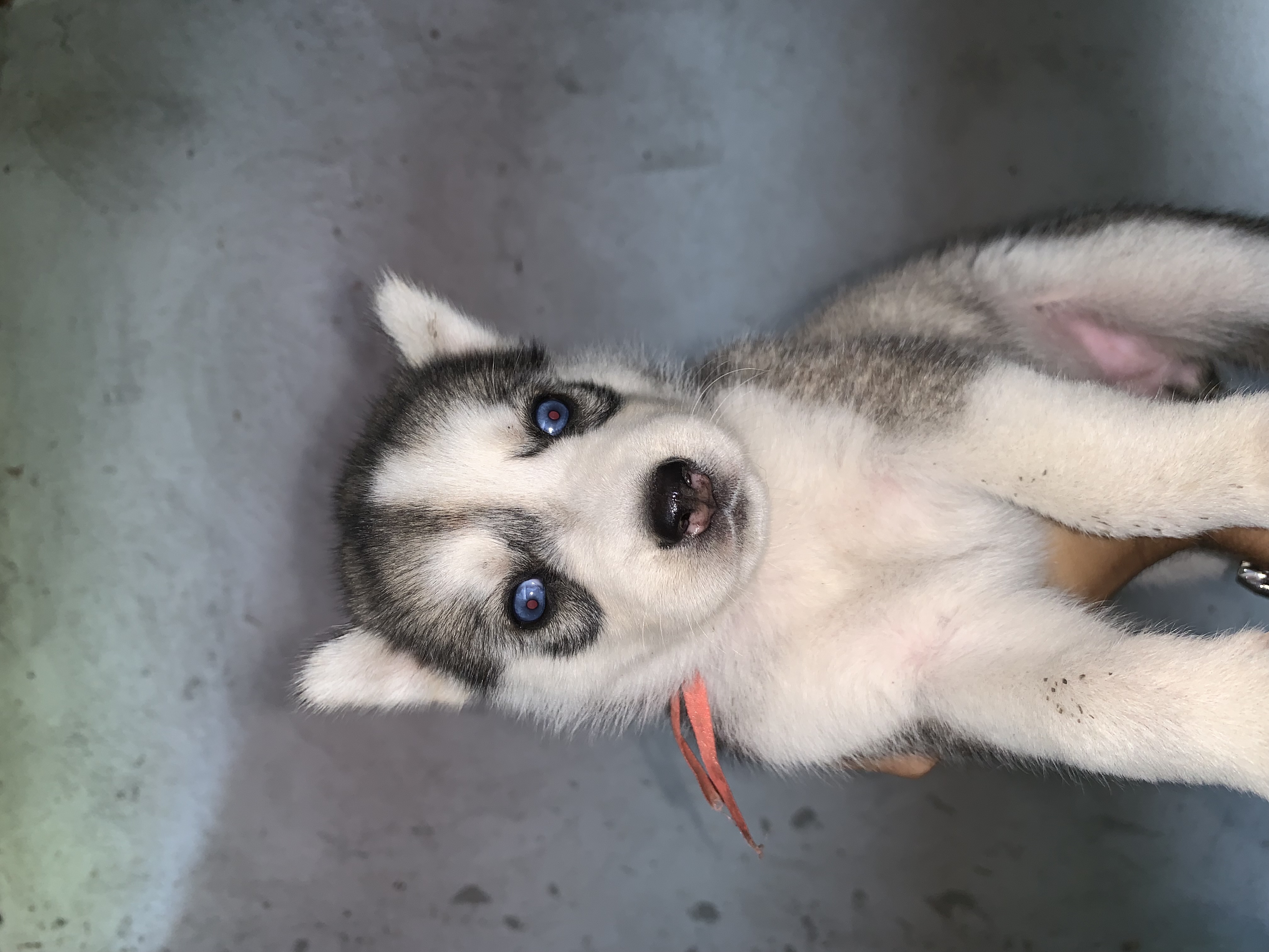 Vendo husky filhote - Foto 4