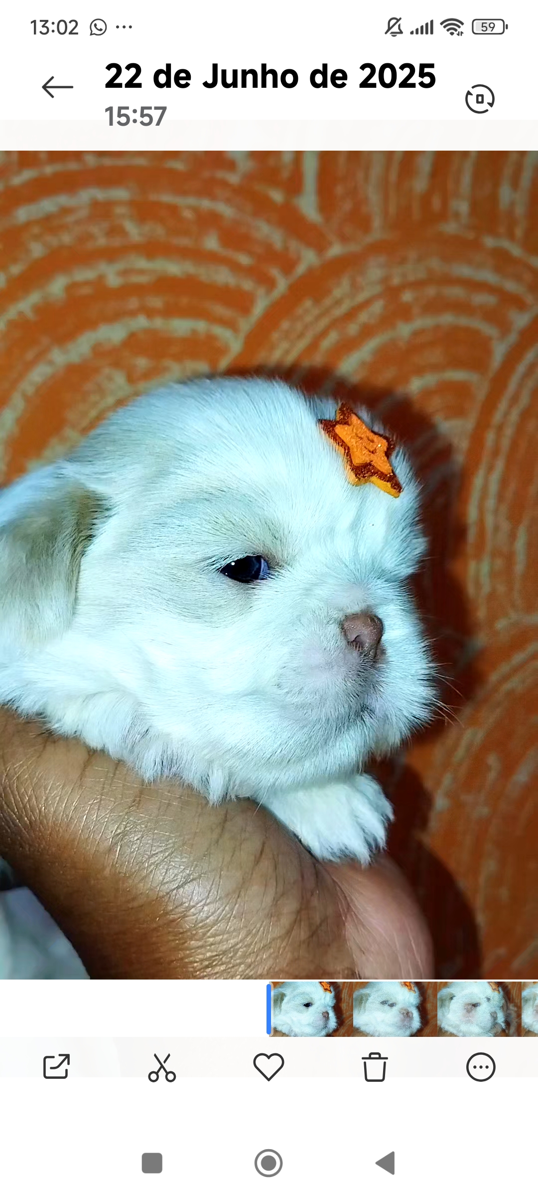 Portal Vendocão Filhotes de Shih tzu macho  Catalão