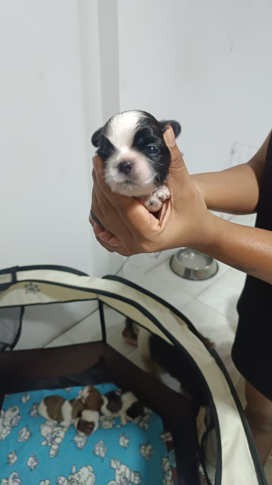 Portal Vendocão Filhote de Shitzu lauro de freitas