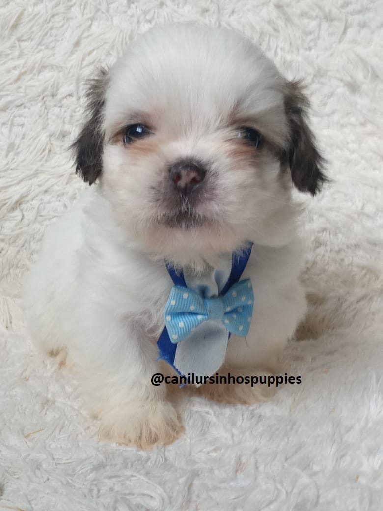 Portal Vendocão lhasa apso garanta hoje seu bebe #canilursinhospuppies  americana