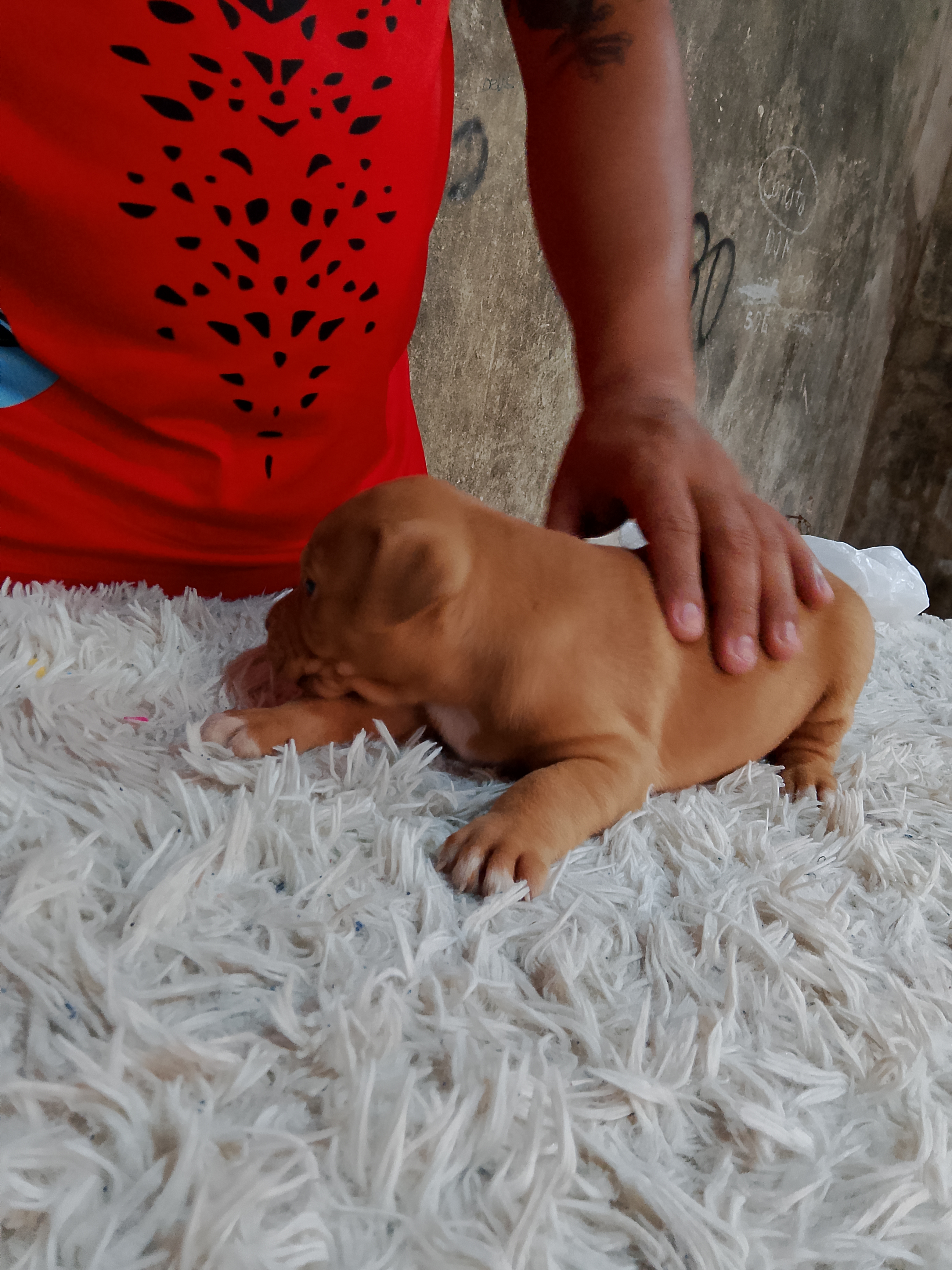 Portal Vendocão Filhote de Pitbull  São Luís