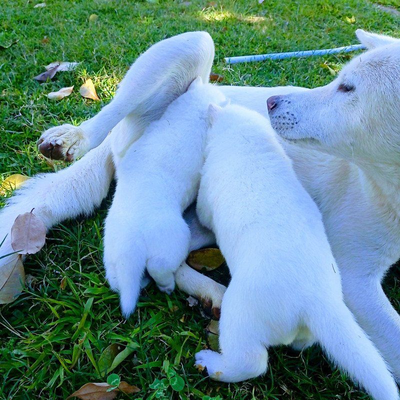 Lindos filhotes Akita Branco.