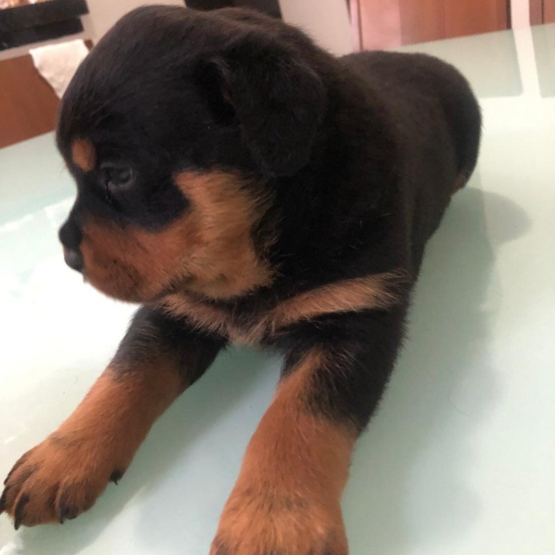 Filhotes de rottweiler