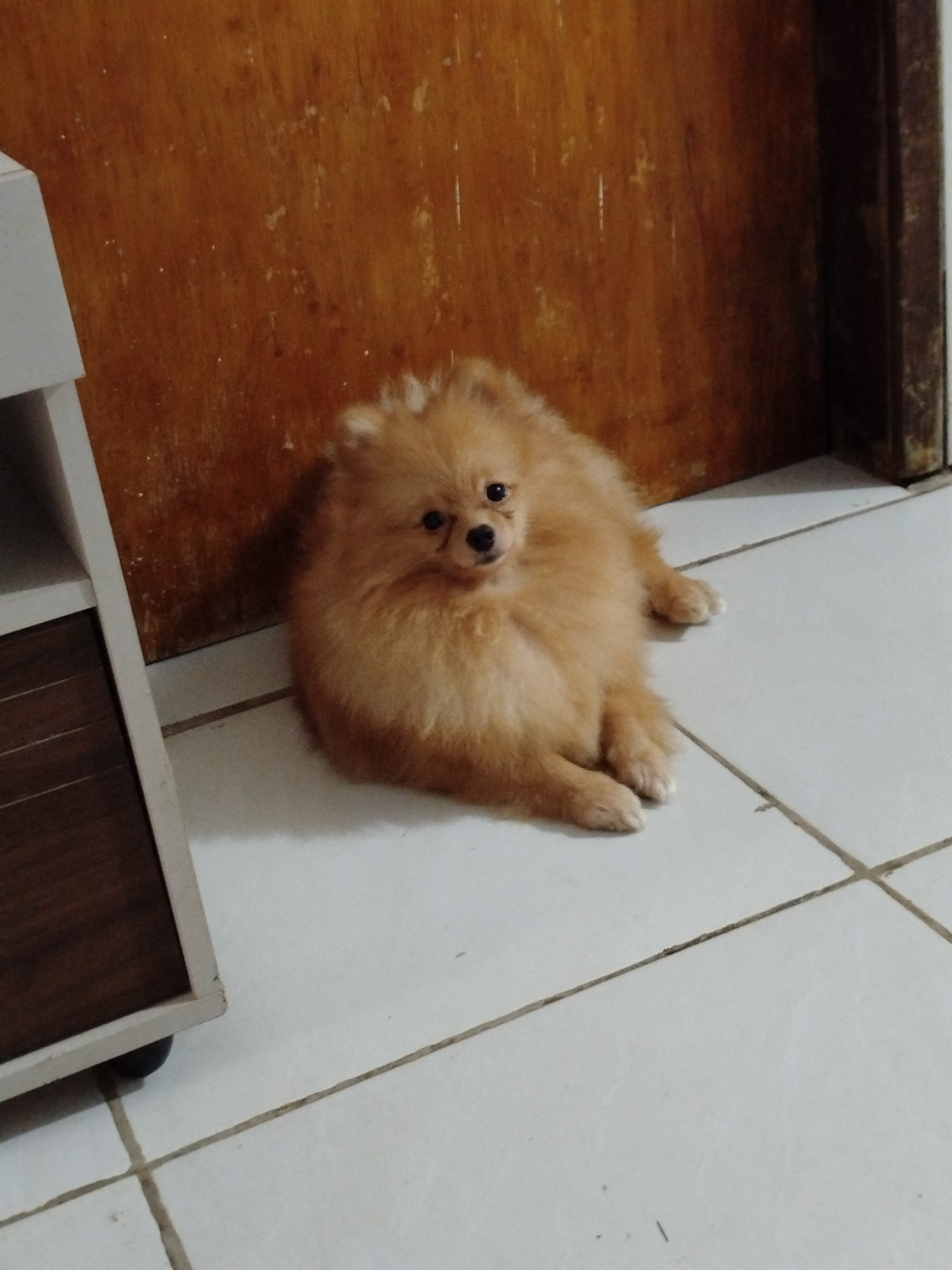 Padeadro macho Spitz alemão  - Foto 2