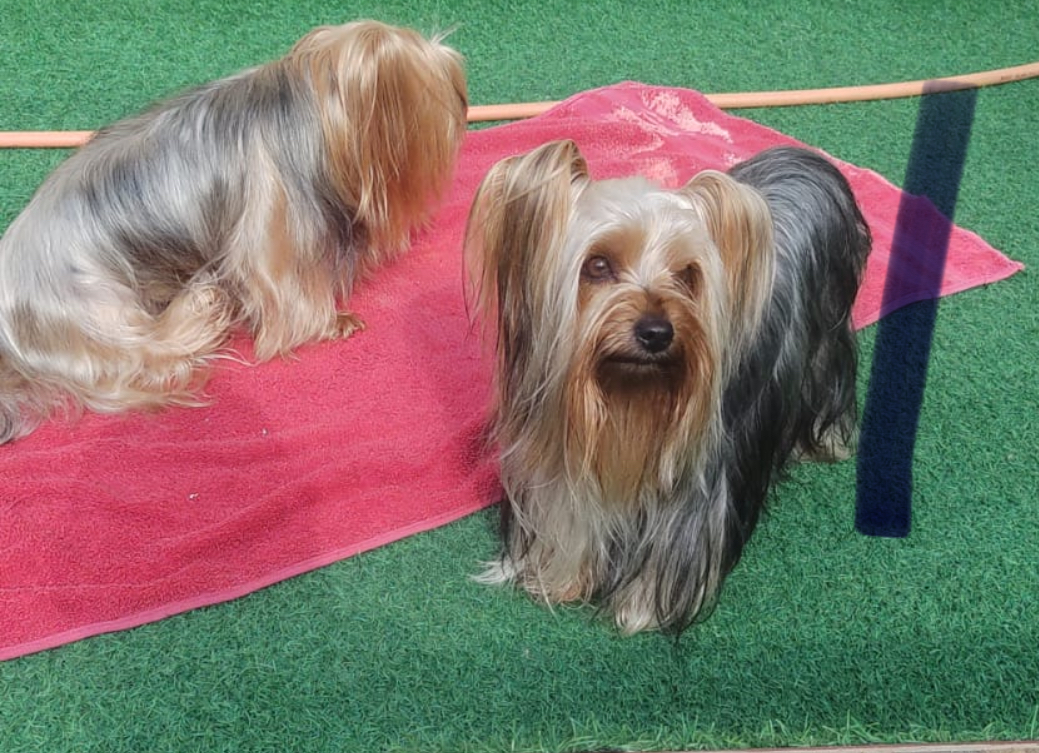 Yorkshire Terrier - Foto 1