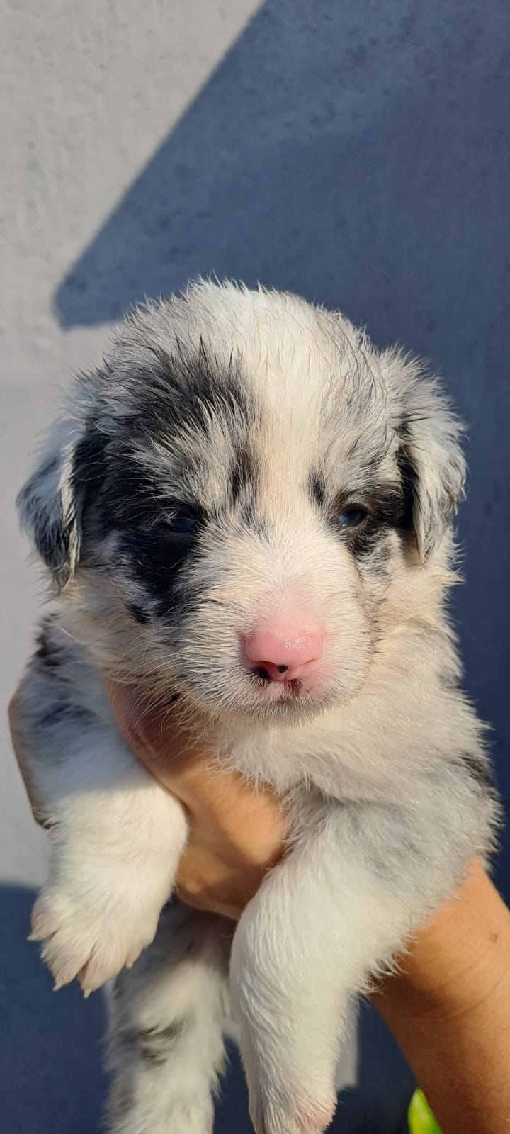 Portal Vendocão Vendo filhote border collie Guaratinguetá