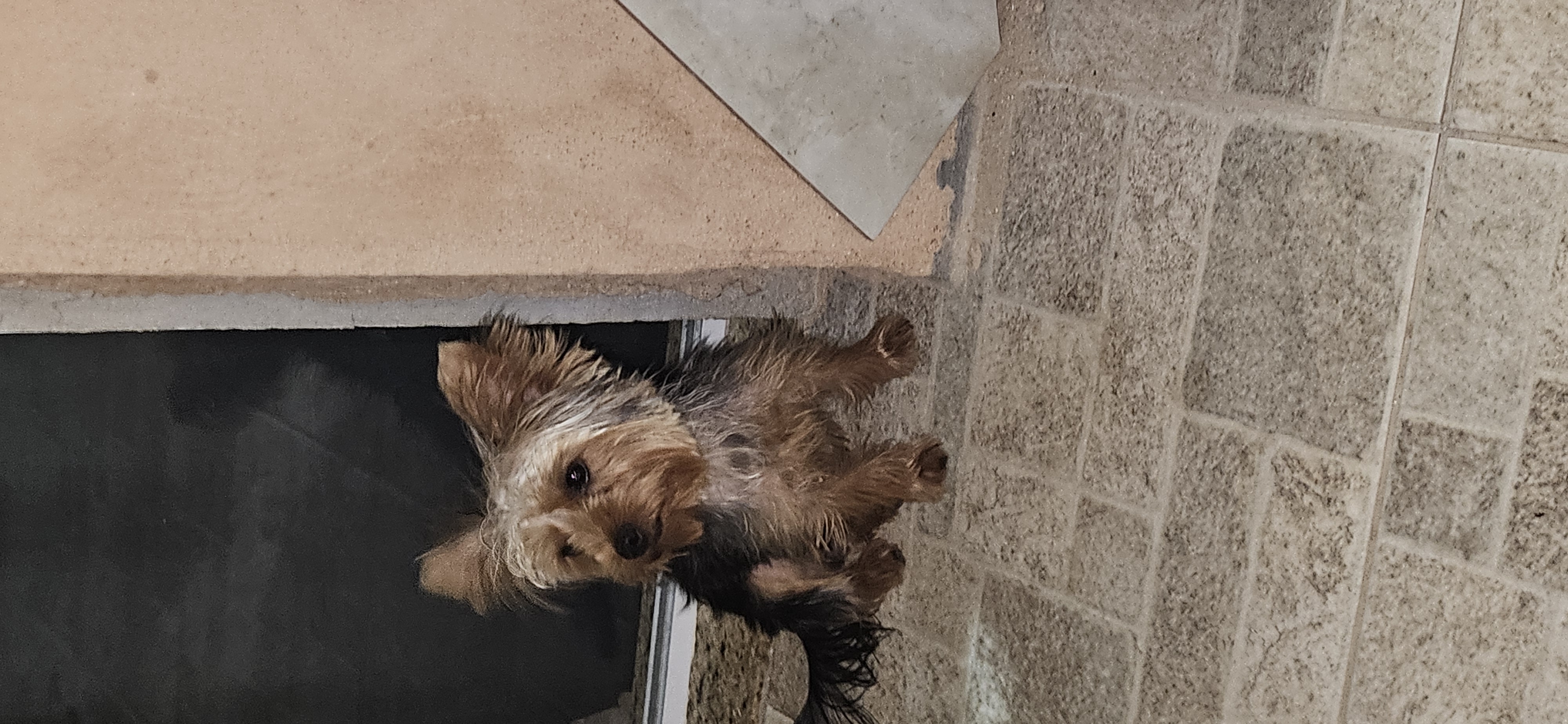 Portal Vendocão Yorkshire 9 meses macho Nova iguacu 