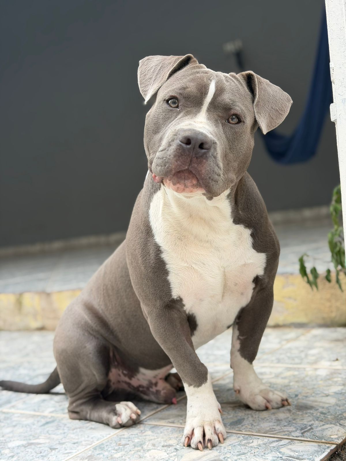 American Bully 