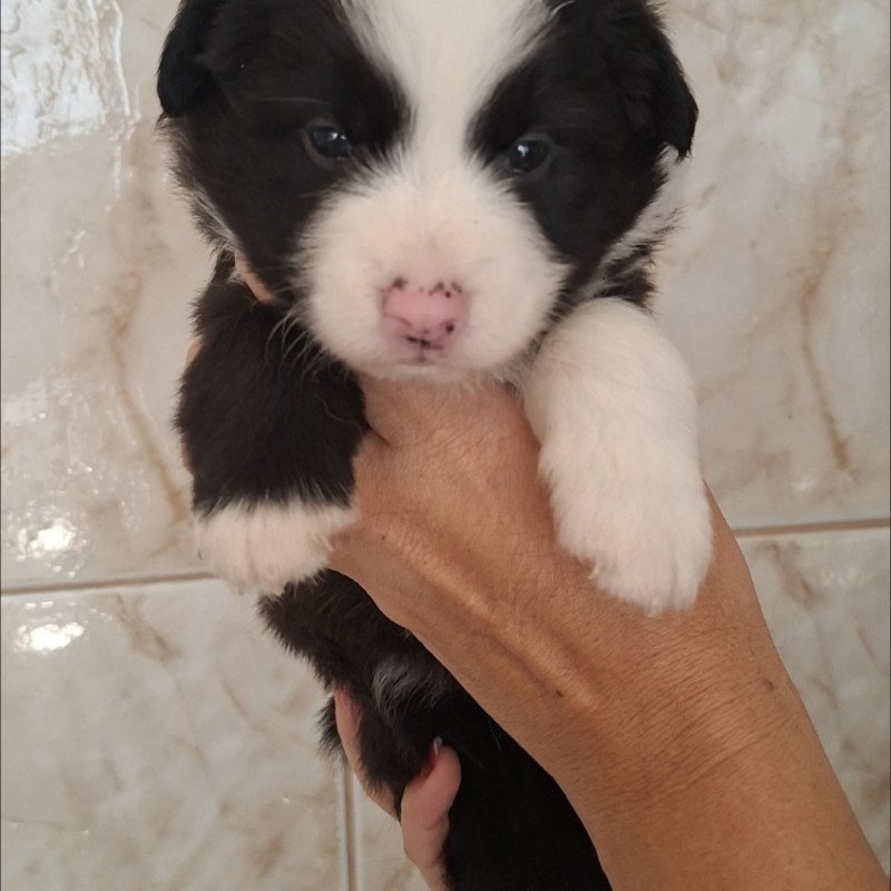 Filhotes com pedigree