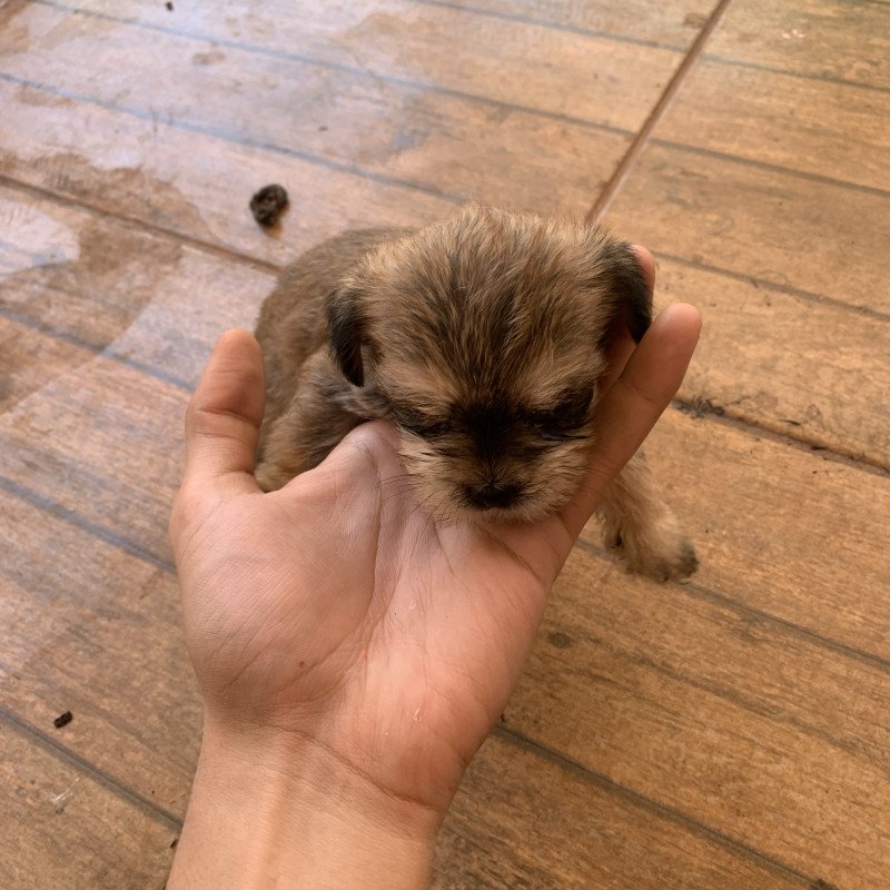 Filhotes de shih tzu para vender rápido! - Foto 3