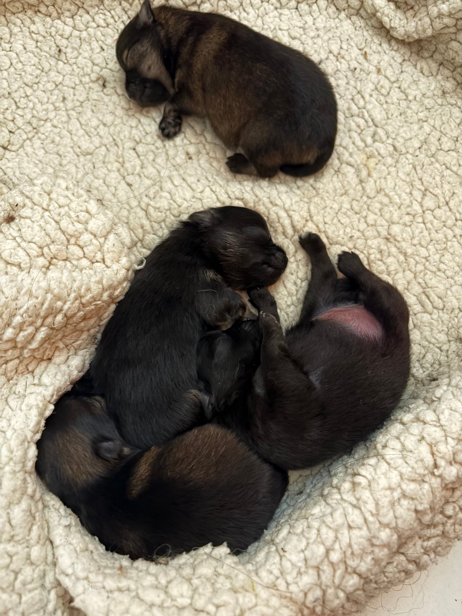 Lulu da pomerânia  - Foto 3
