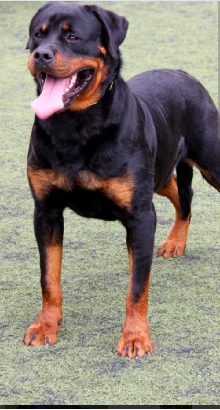Portal Vendocão Rottwler  Carazinho
