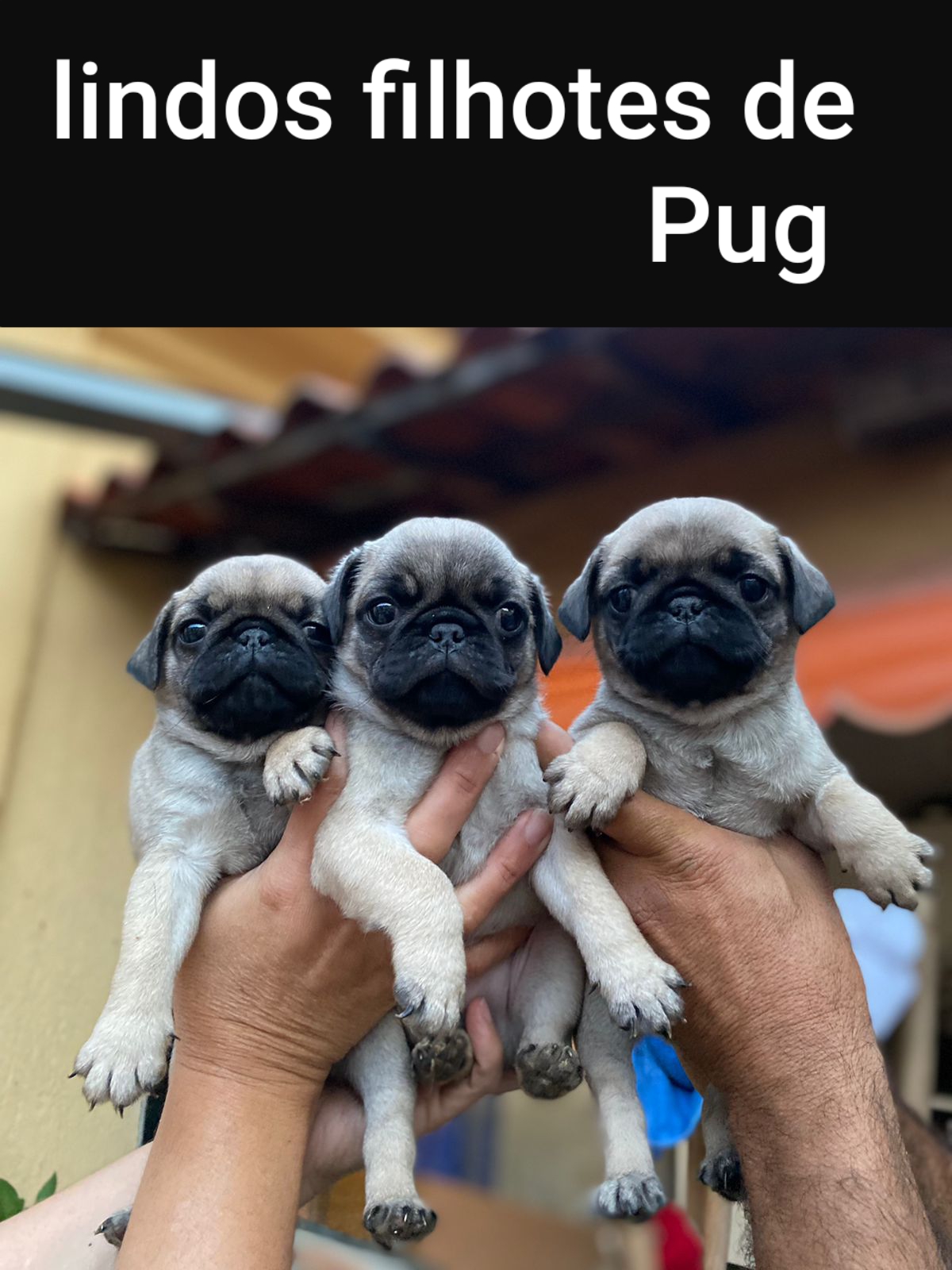 Portal Vendocão Pug Lindos filhotes ❤️ Sabará 
