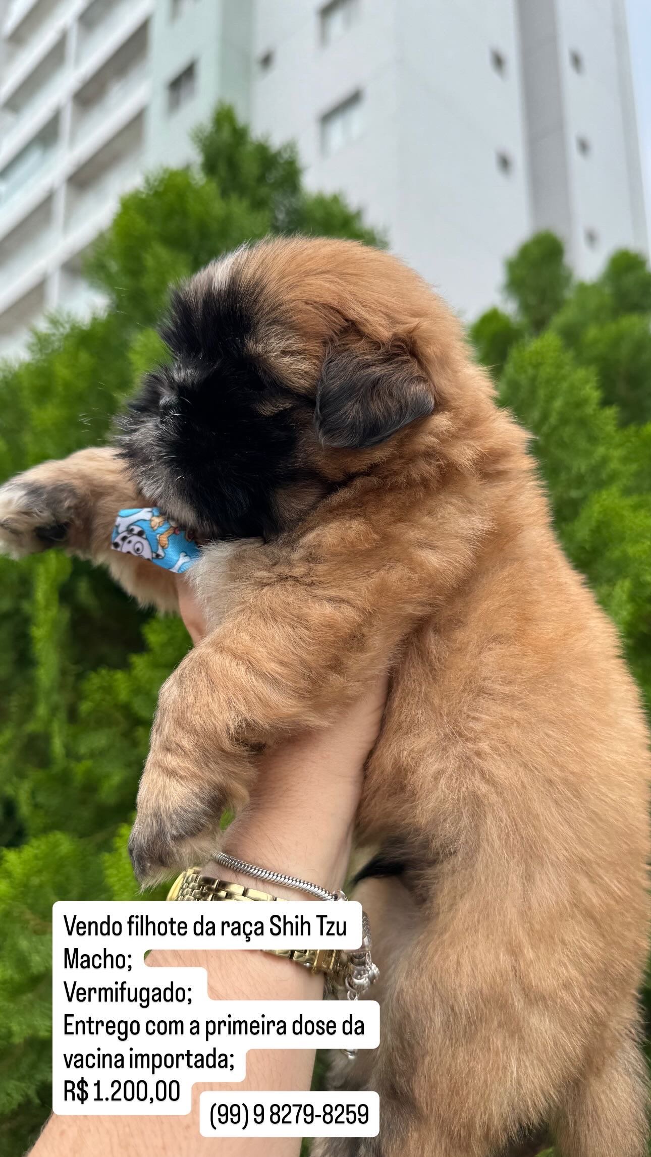 Shih Tzu Macho  - Foto 1