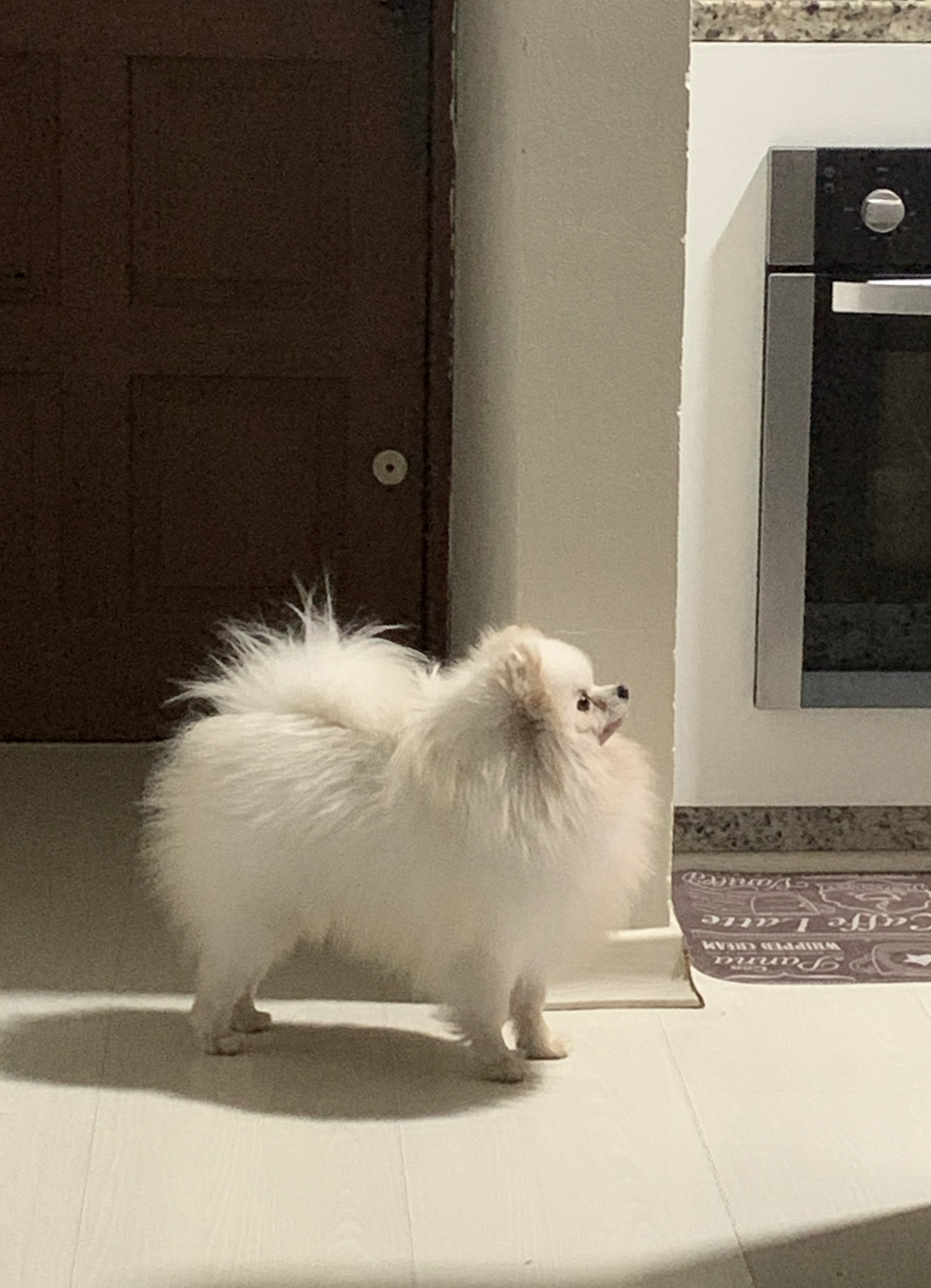 Filhotes de Spitz alemão  - Foto 3