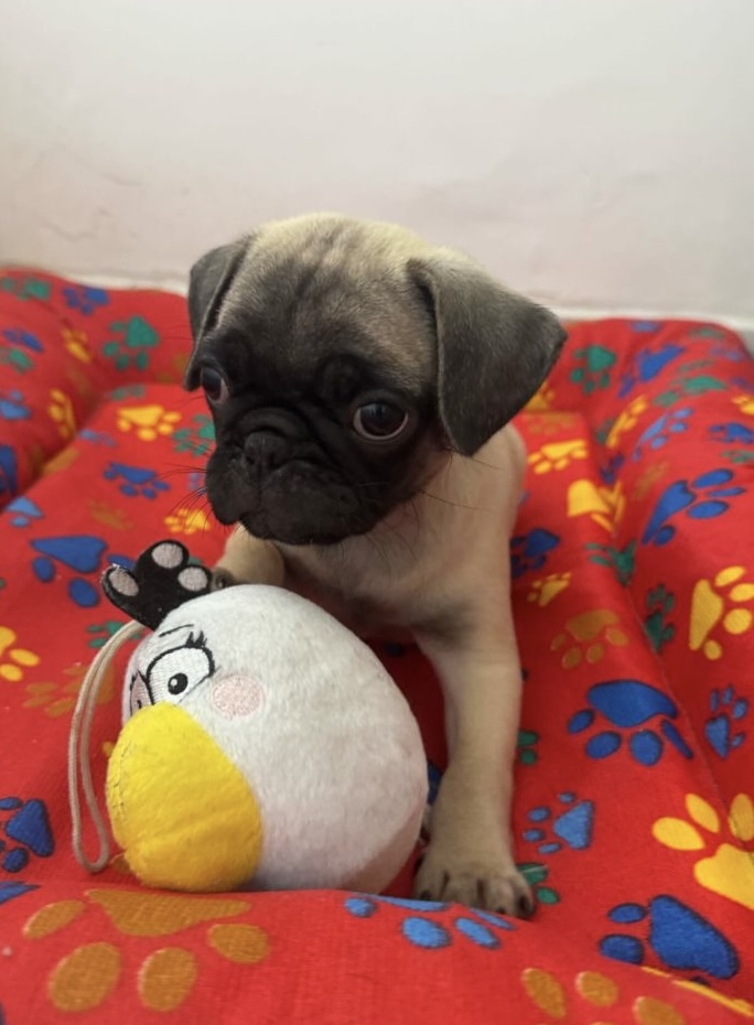 Portal Vendocão Cachorro pug macho  Recife 