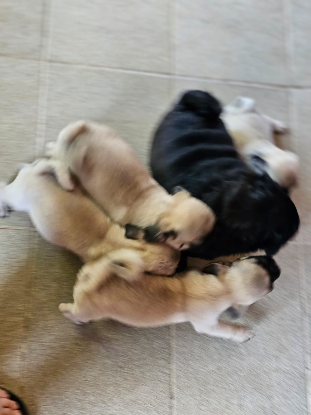 Portal Vendocão Vendo lindos filhotes de Pug Niterói