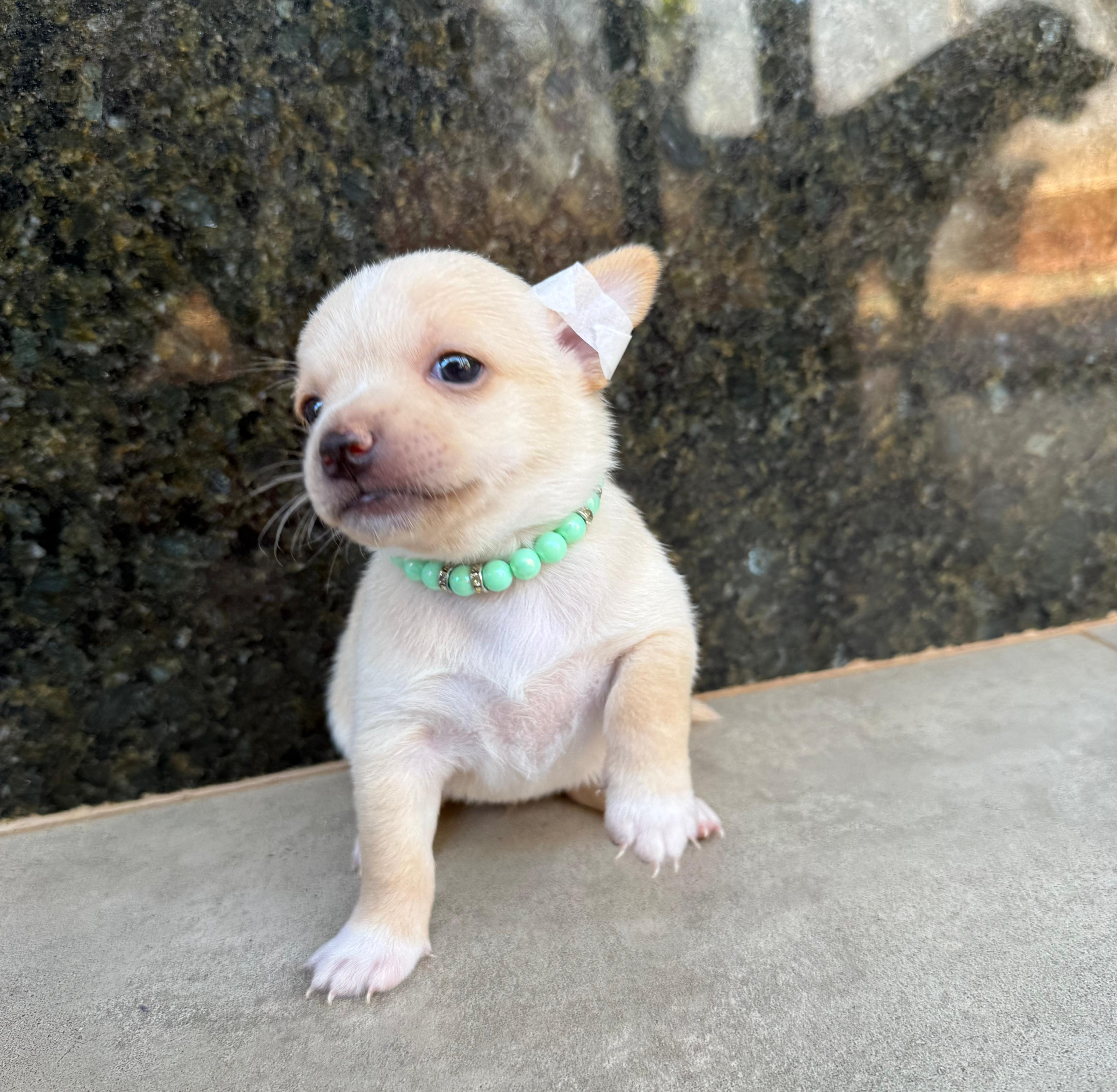 Portal Vendocão Vendem-se lindos Chihuahuas peludos Fernandópolis
