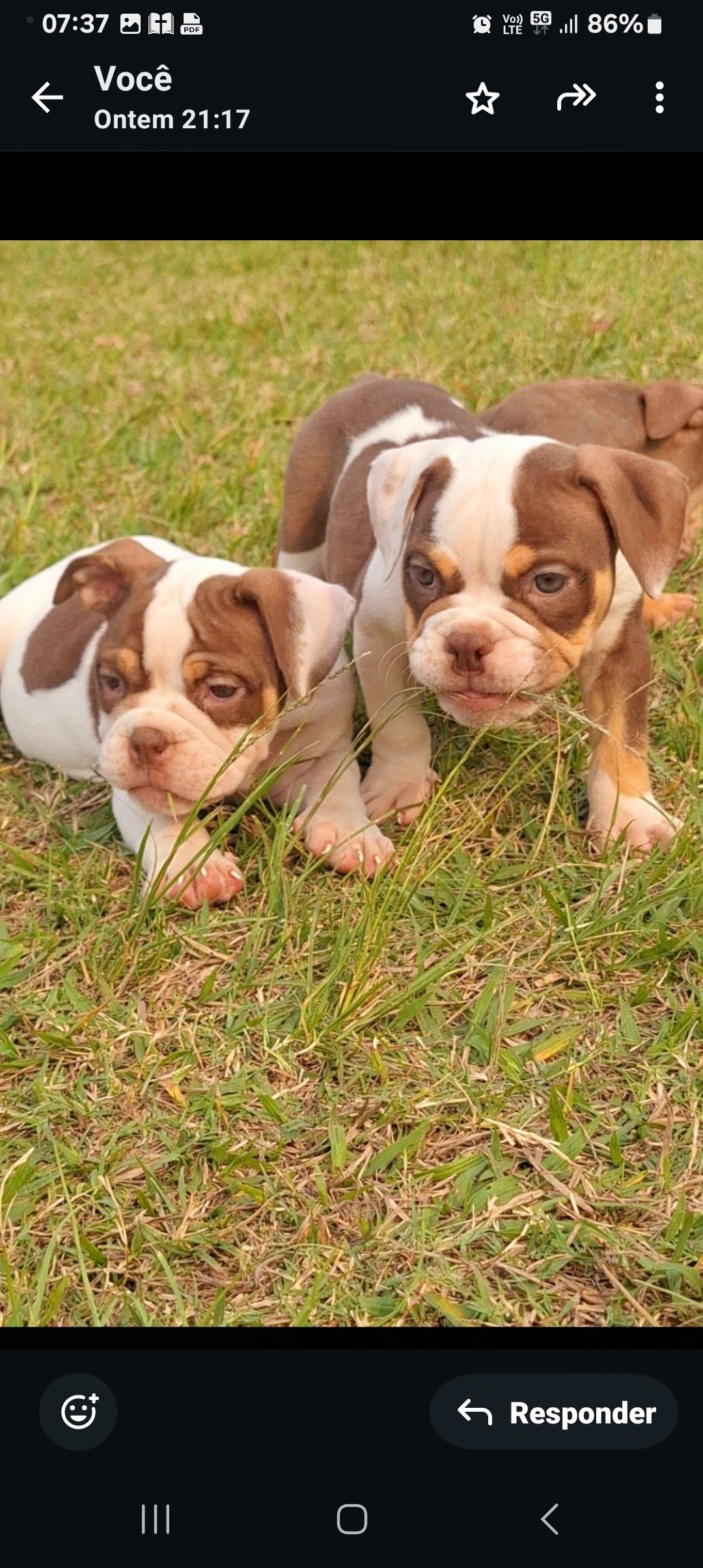 Portal Vendocão Filhotes American Bully disponíveis  Rio de Janeiro 