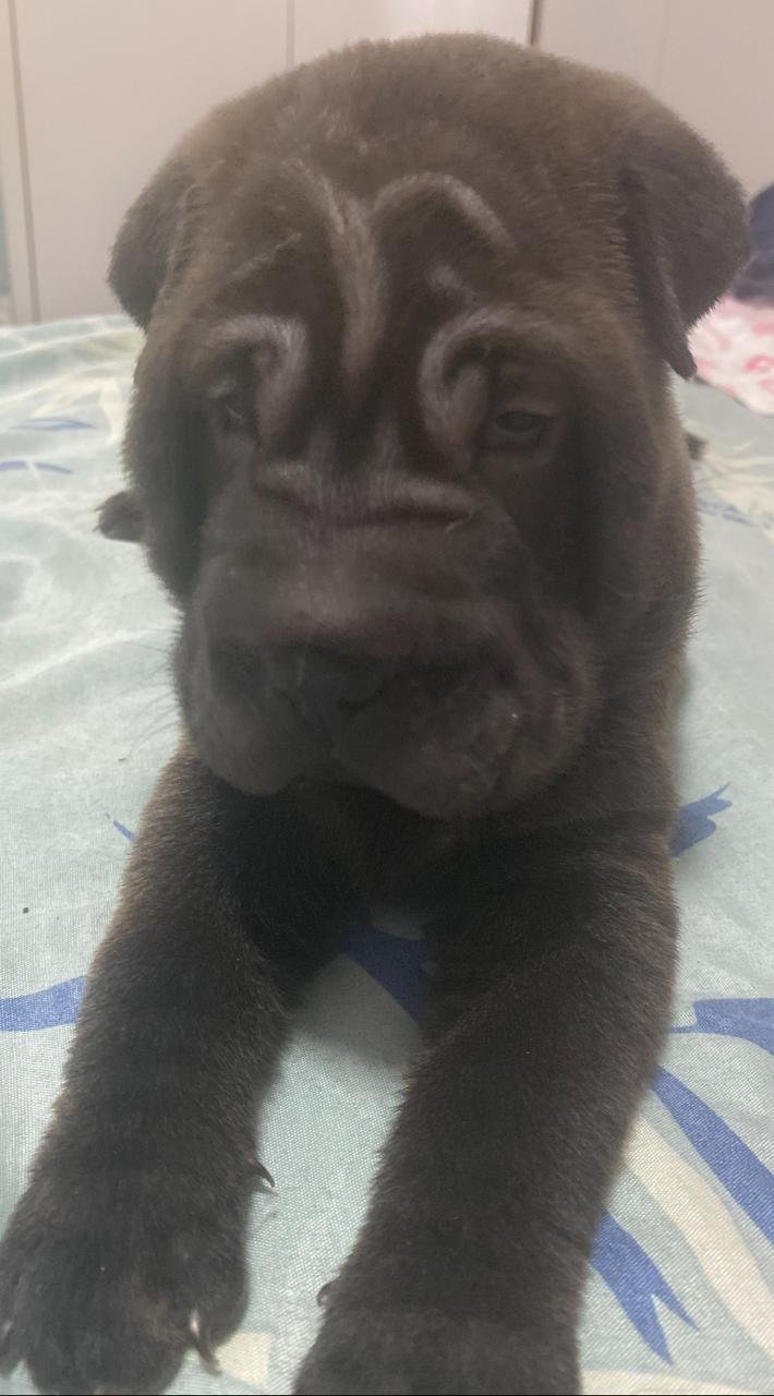 Vendo lindos filhotes de Sharpei, vermifugado e com a primeira dose de vacina.