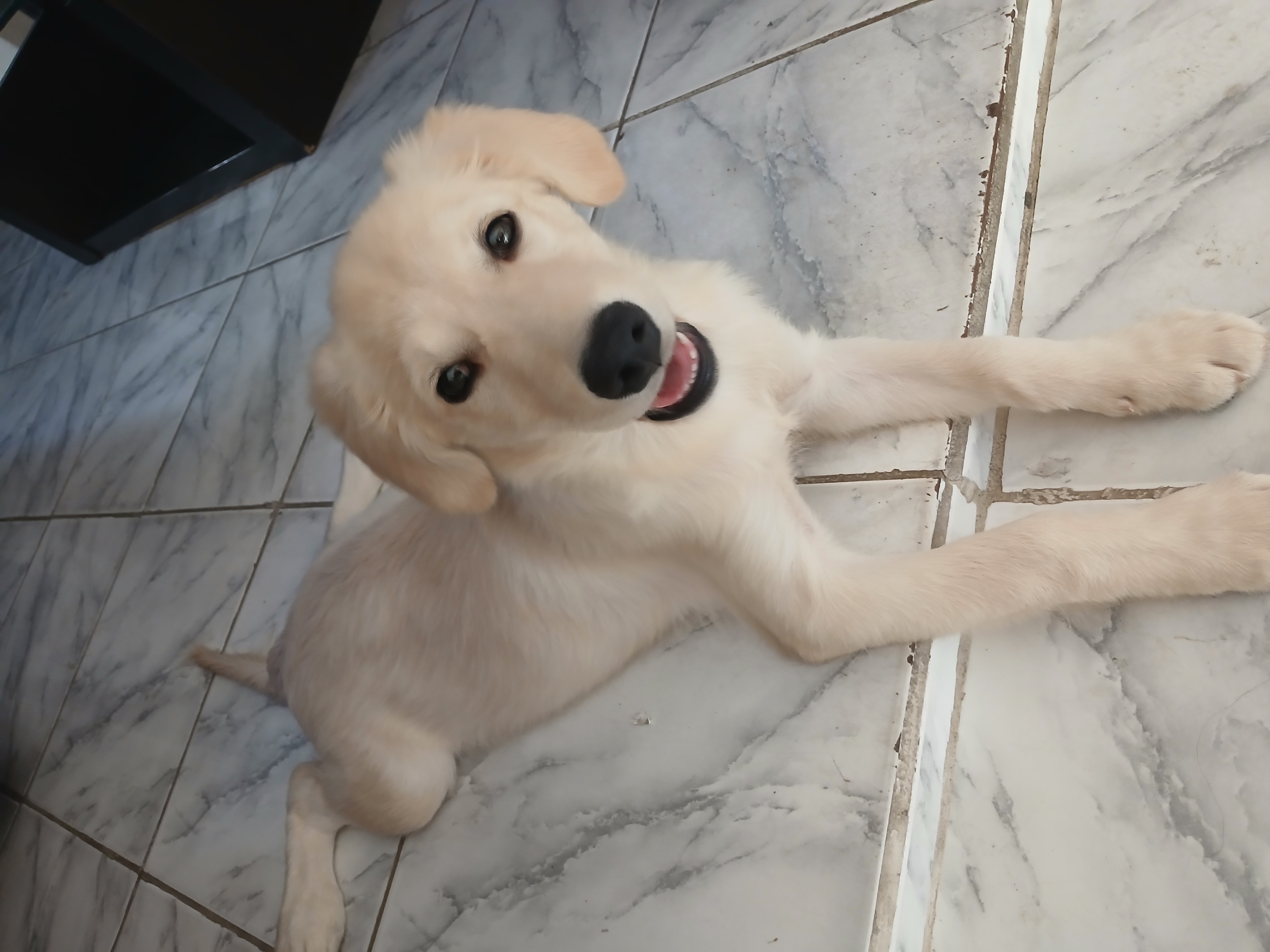 Portal Vendocão VENDO FILHOTE COM PEDIGREE  João Pessoa PB