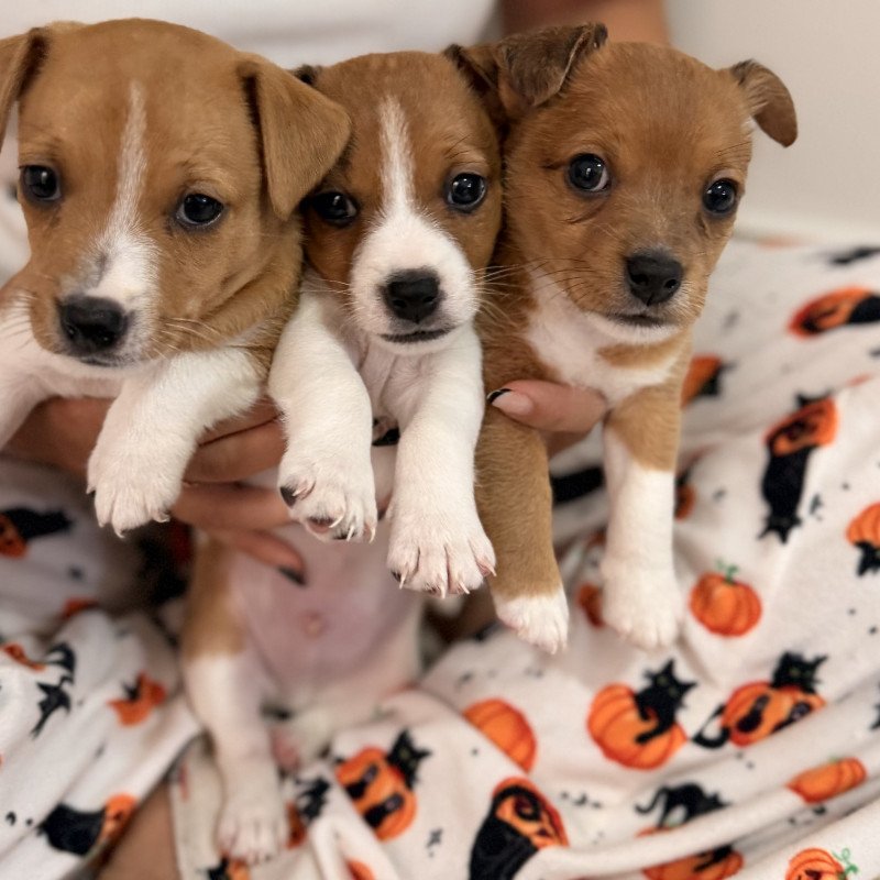 Filhotes de Jack Russell Terrier “ O cachorro do Máscara”