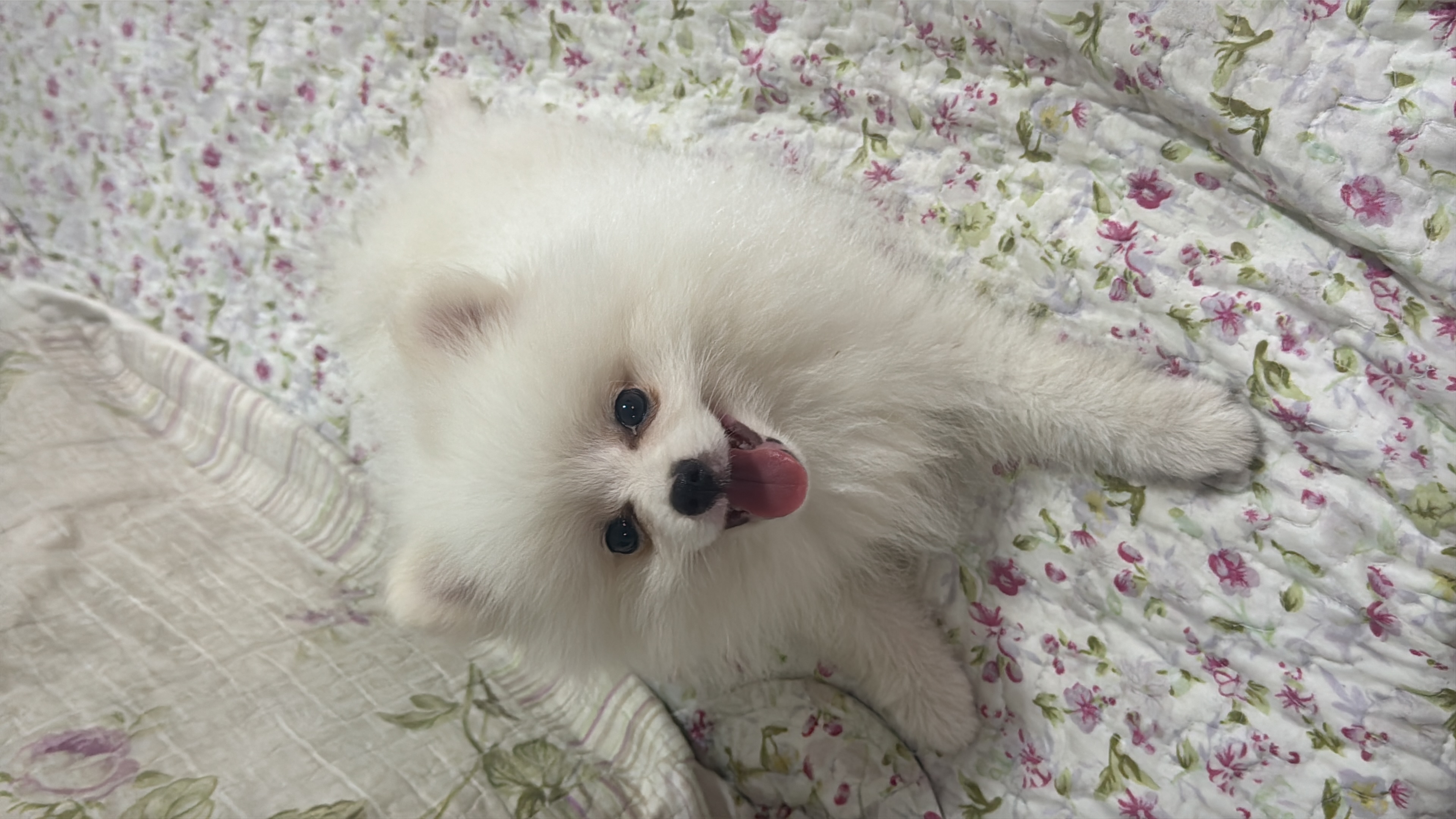 Portal Vendocão Spitz alemão anão - Lulu da pomerânea Caucaia