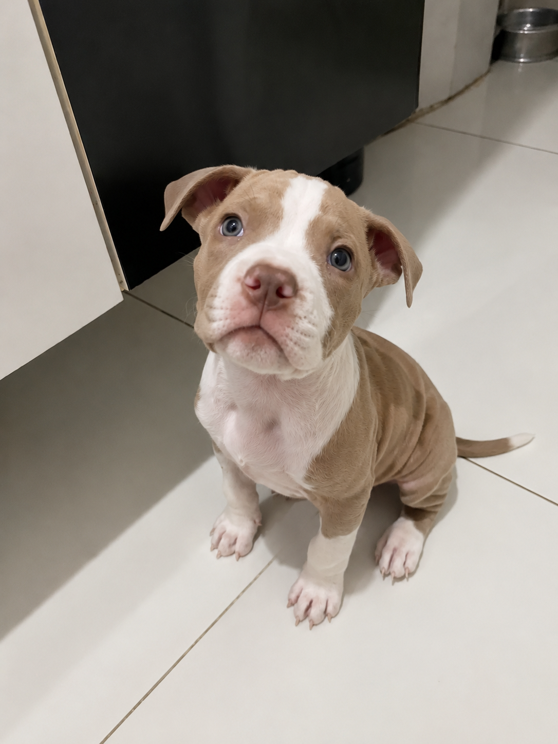 Pit Bull Monster 45 dias - Foto 1