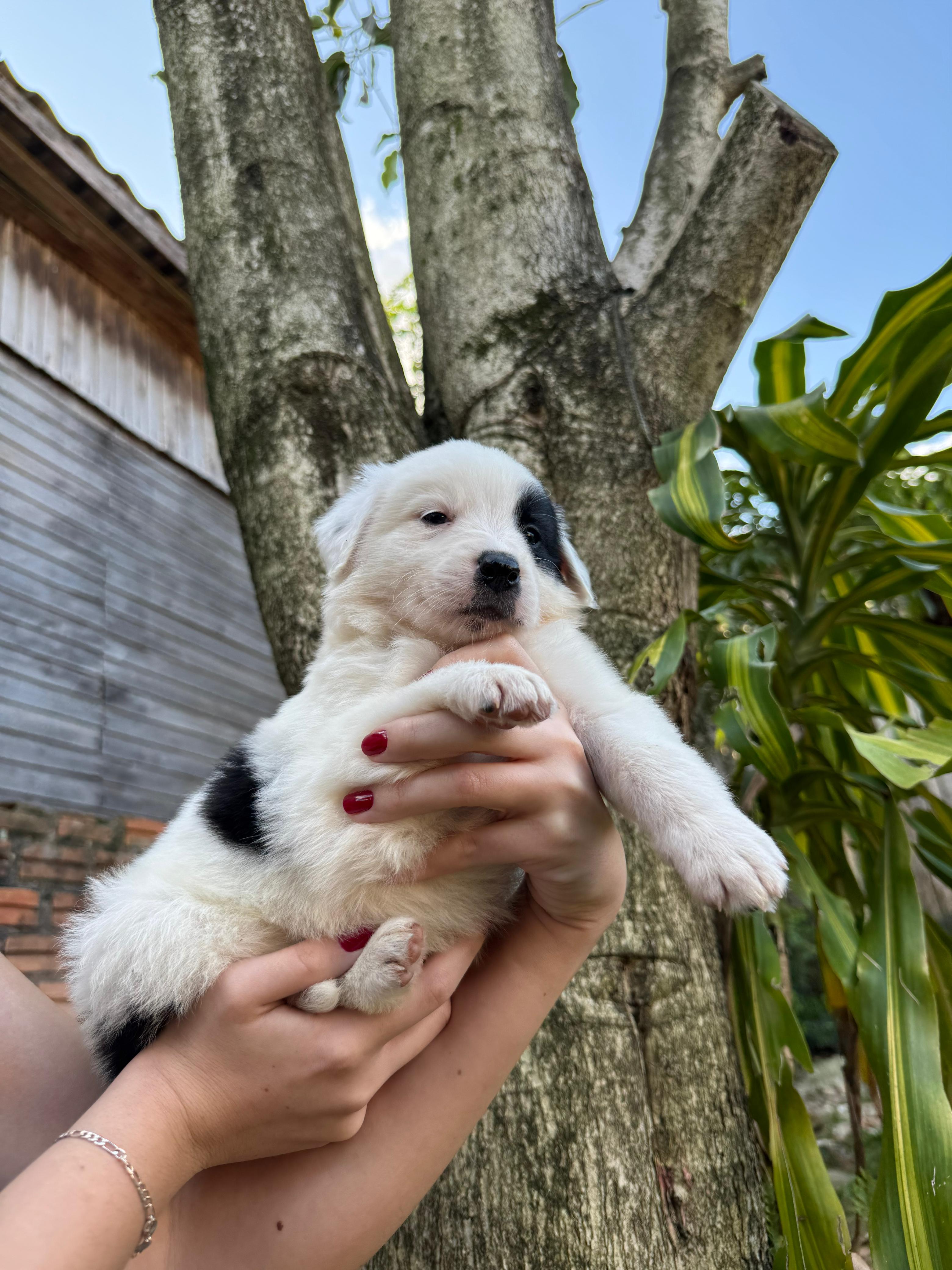 Portal Vendocão Vendo filhote de Border Collie Gravataí 