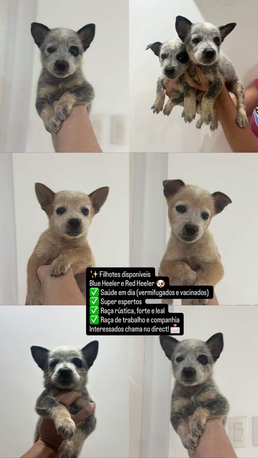 Portal Vendocão Vendo filhotes de Blue Heeler e Red Heeler Araruama