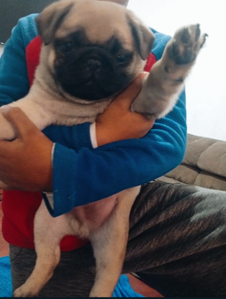 Portal Vendocão Vendo filhote.macho São José dos Campos